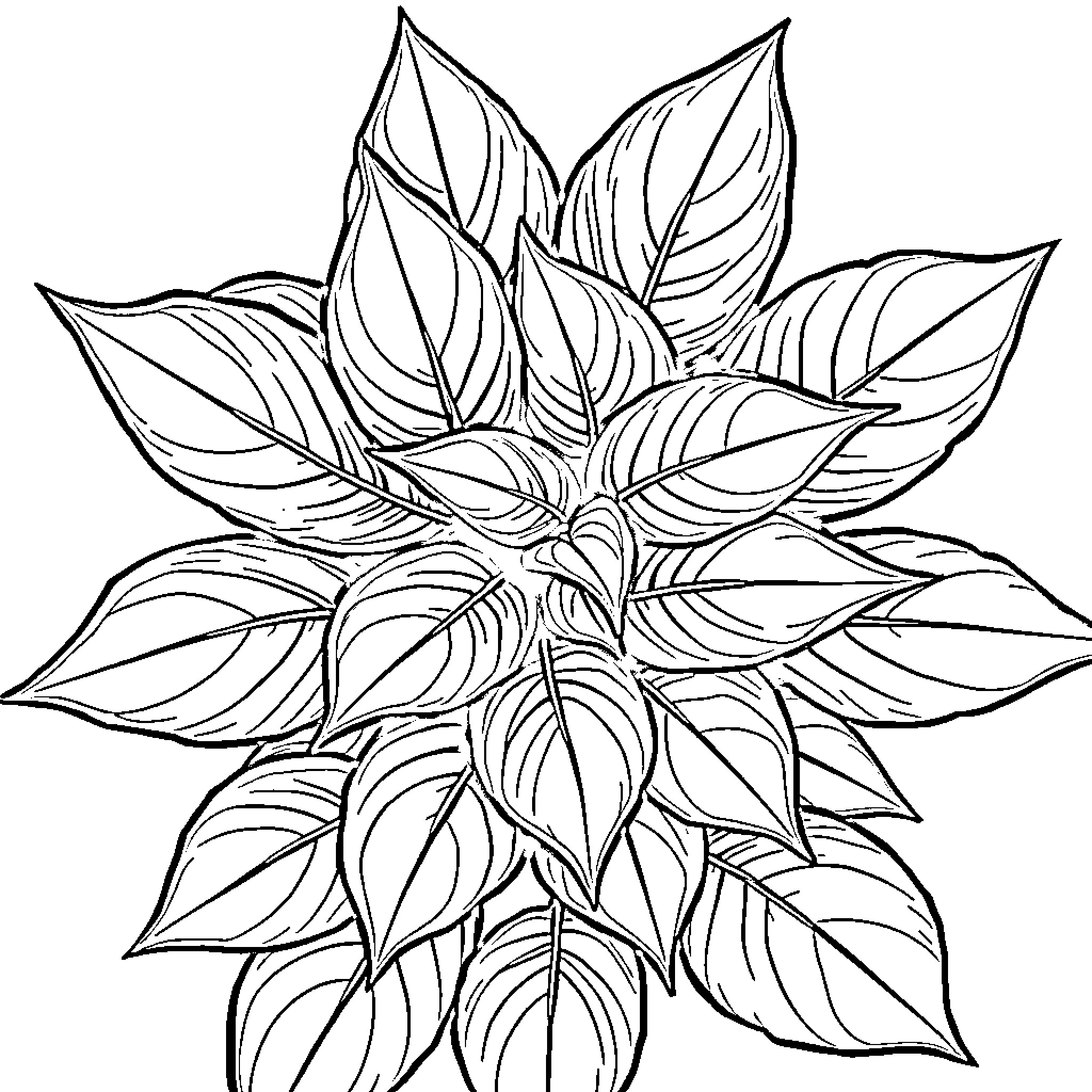 Hoya plant with intricate leaf patterns Coloring Page (free black-and-white line drawing printable PDF for all, from beginners to advanced learners, including children, teens, adults, and seniors)