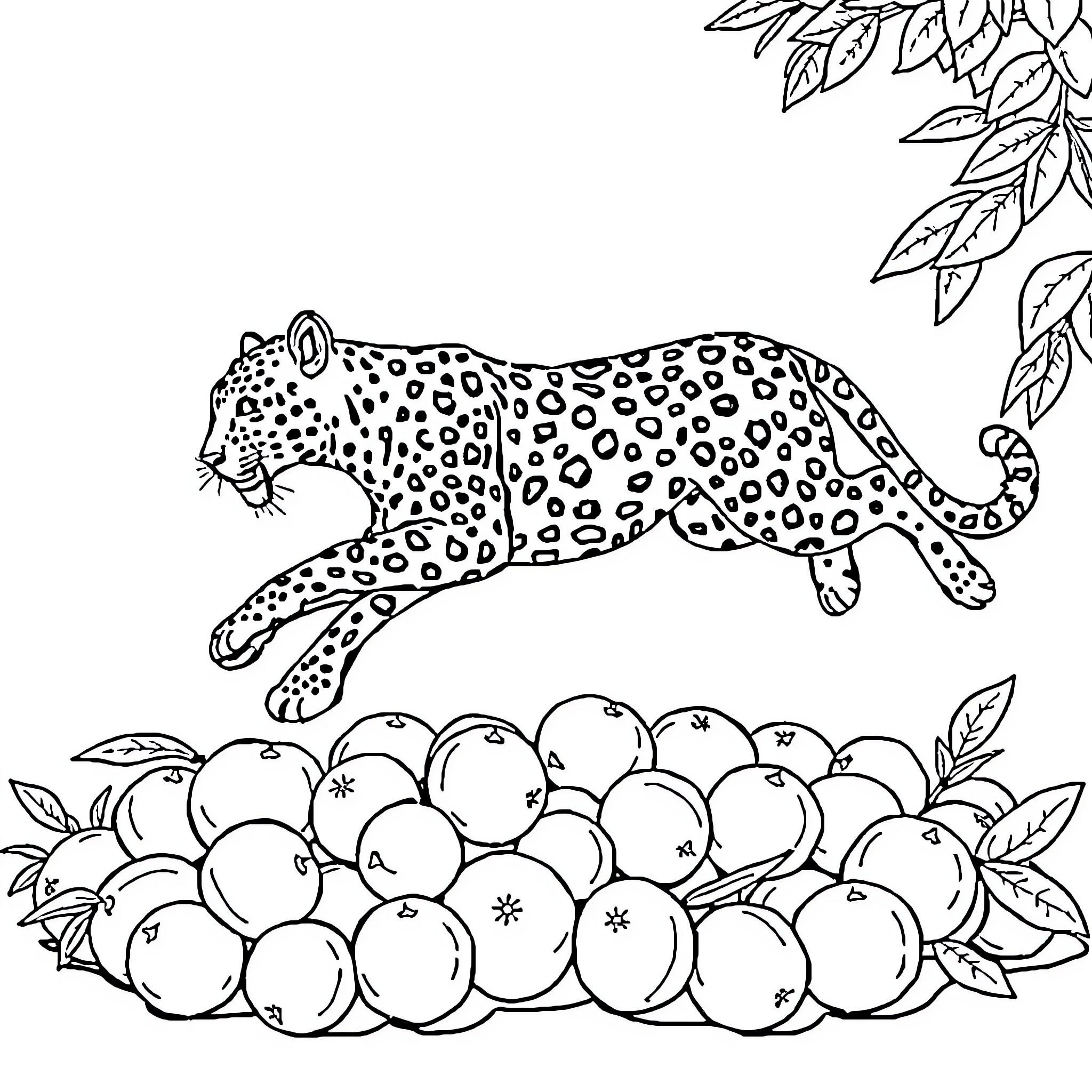 Leopard stalking among citrus fruits Coloring Page (free black-and-white line drawing printable PDF for all, from beginners to advanced learners, including children, teens, adults, and seniors)