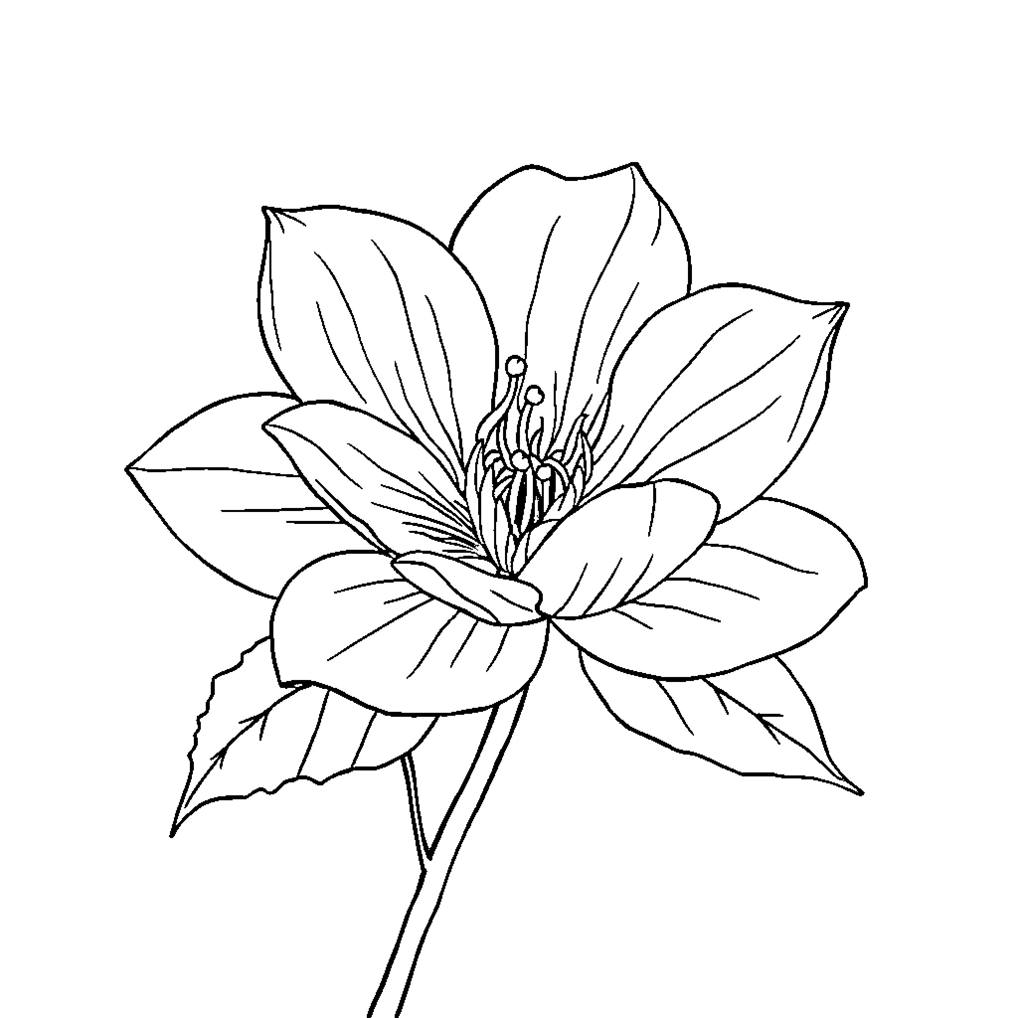 Blossom of elegant floral elegance Coloring Page (free black-and-white line drawing printable PDF for all, from beginners to advanced learners, including children, teens, adults, and seniors)
