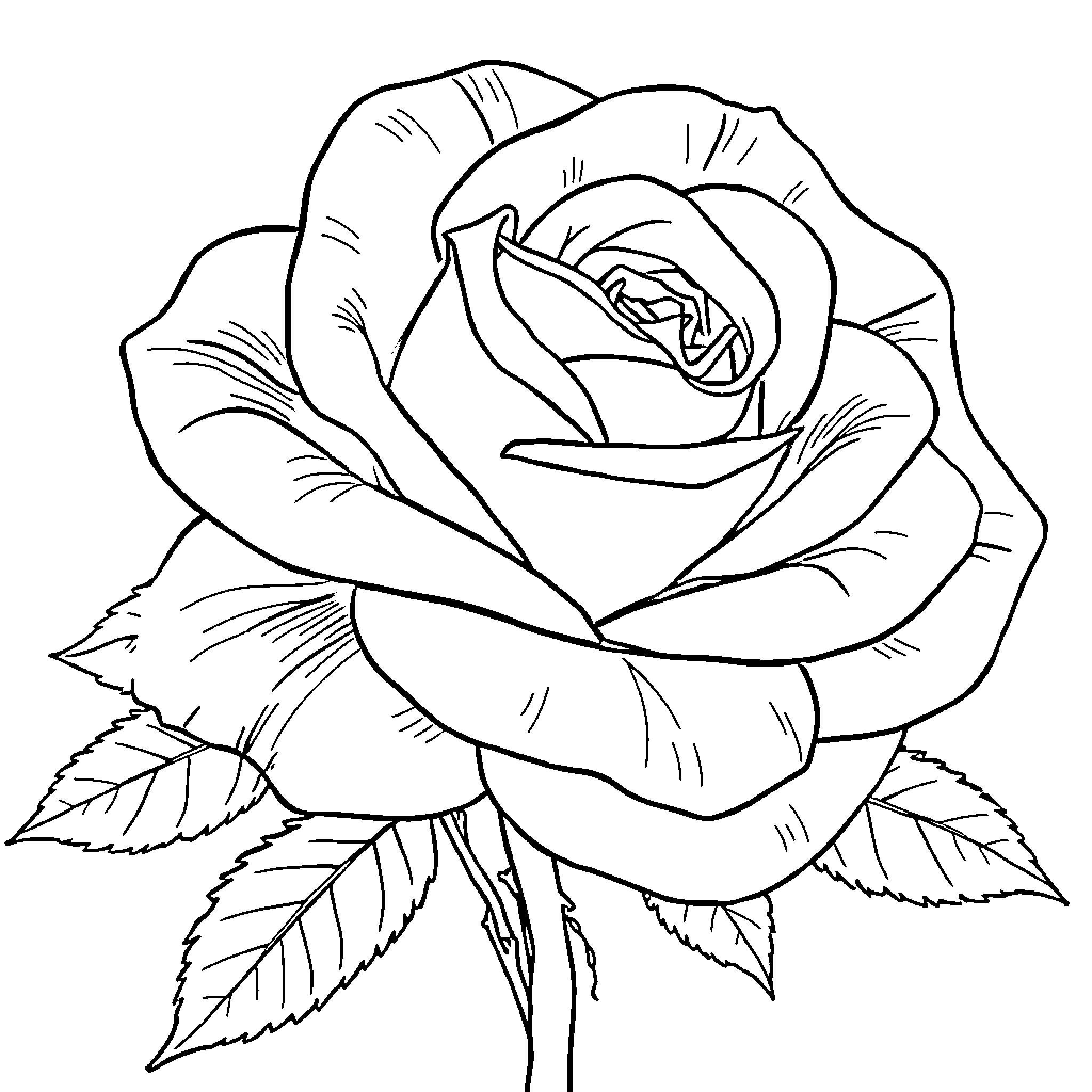 Rose in full bloom Coloring Page (free black-and-white line drawing printable PDF for all, from beginners to advanced learners, including children, teens, adults, and seniors)