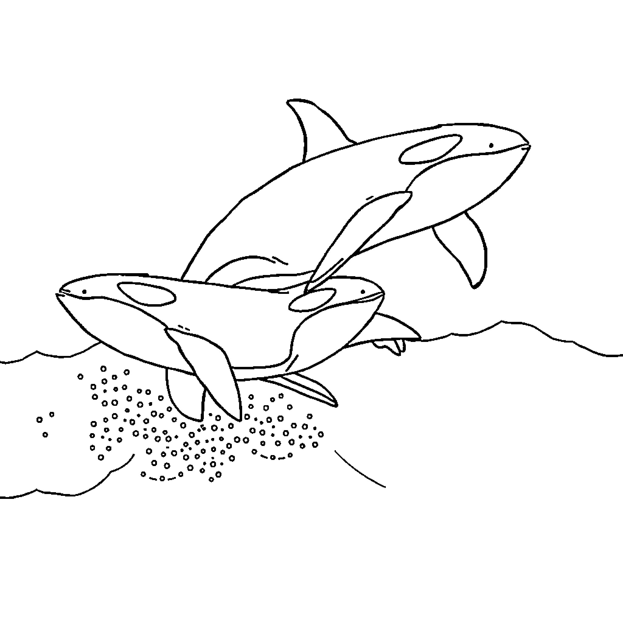 Killer Whale duo swimming in the ocean Coloring Page (free black-and-white line drawing printable PDF for all, from beginners to advanced learners, including children, teens, adults, and seniors)