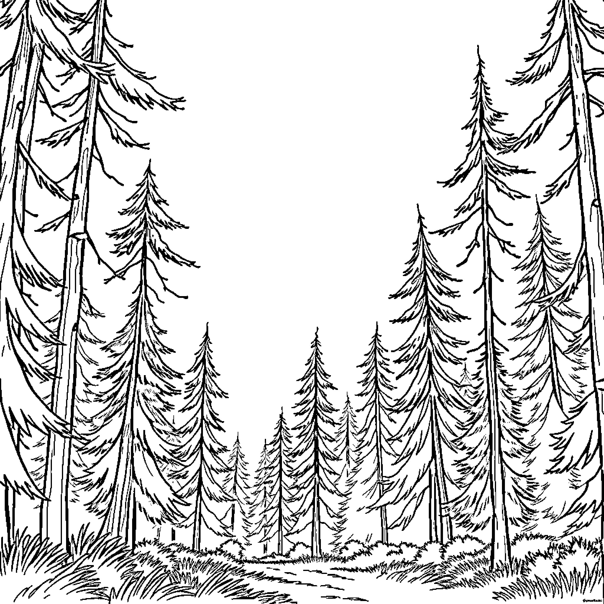 Forest landscape with tall pine trees Coloring Page (free black-and-white line drawing printable PDF for all, from beginners to advanced learners, including children, teens, adults, and seniors)
