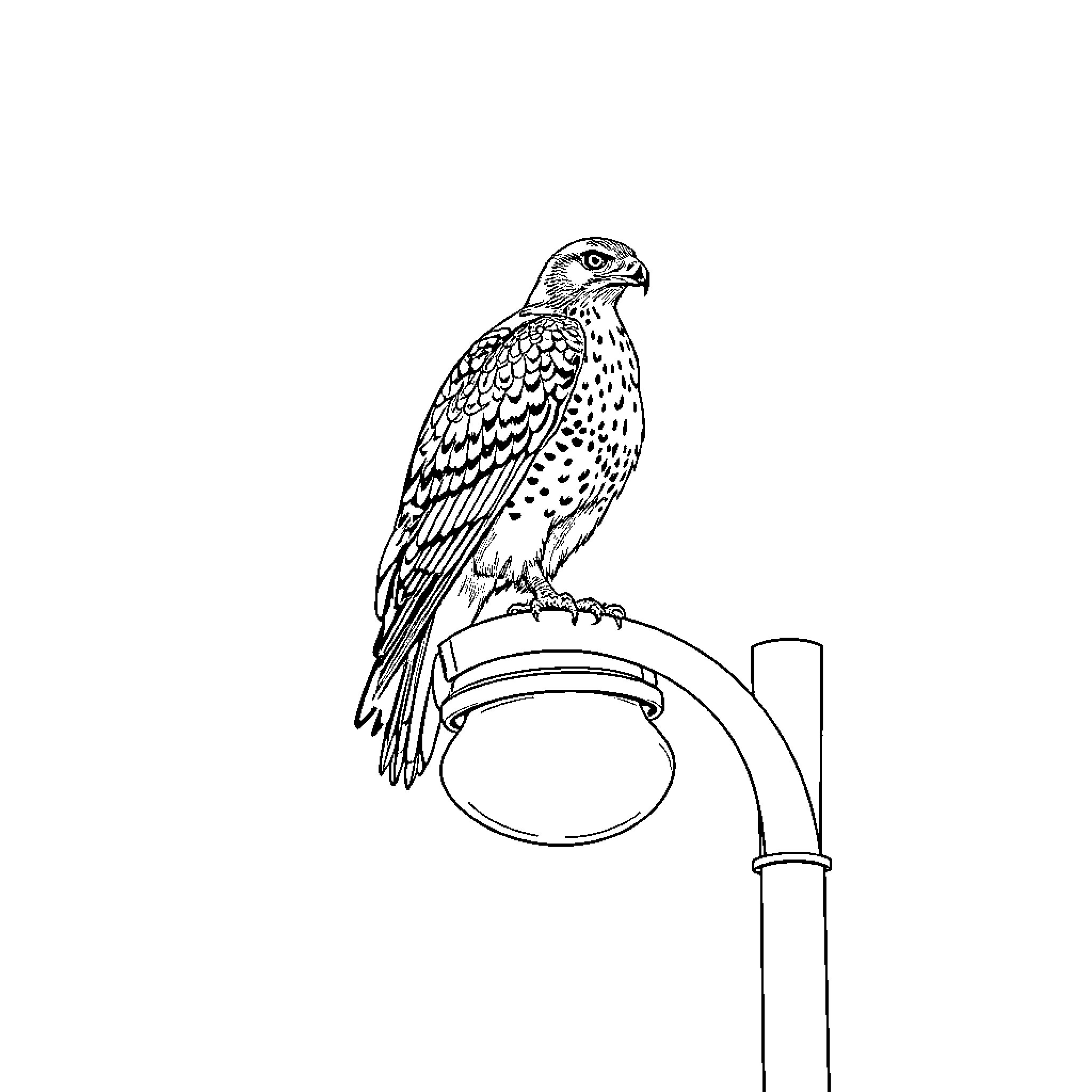 Hawk perched on a lamp post Coloring Page (free black-and-white line drawing printable PDF for all, from beginners to advanced learners, including children, teens, adults, and seniors)