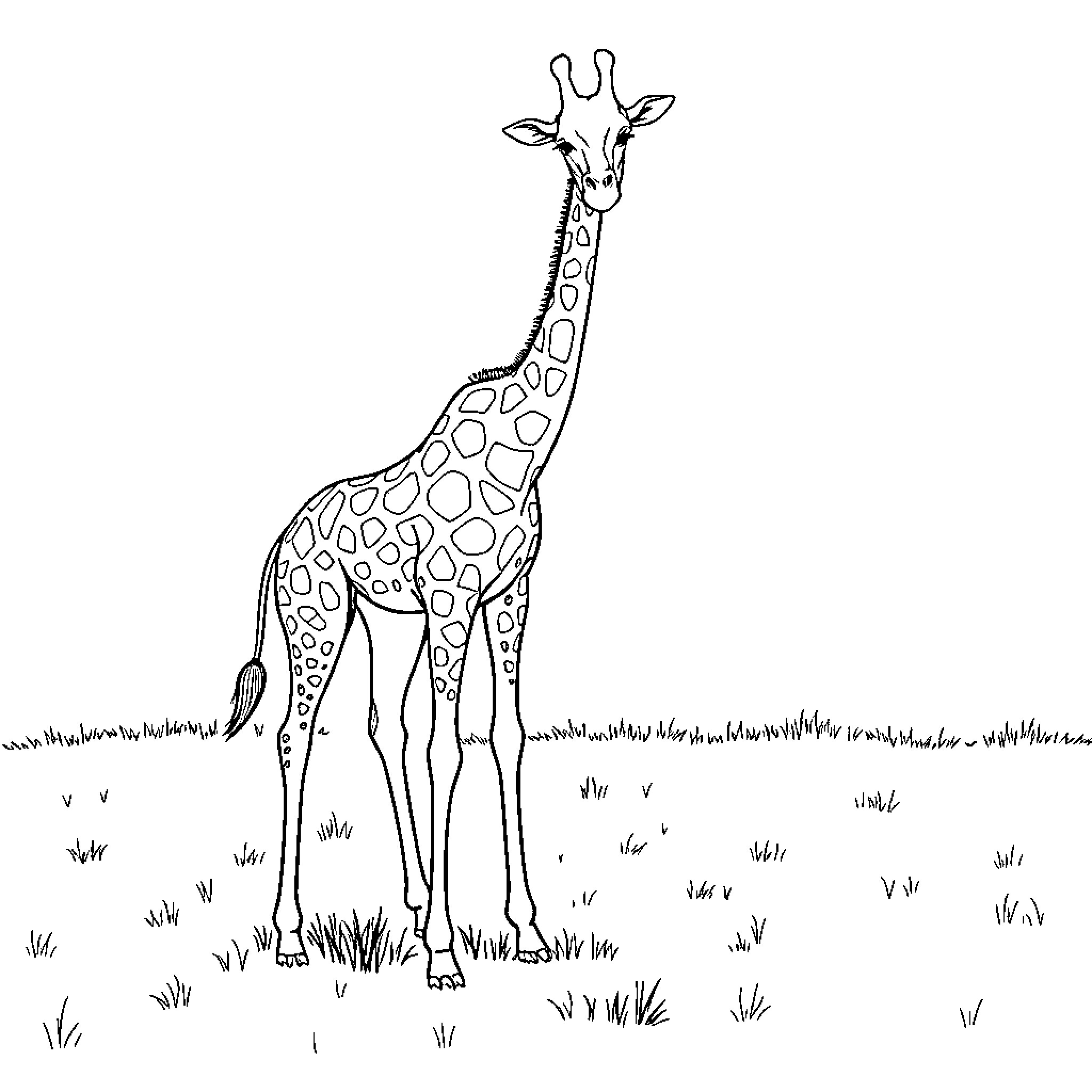 Giraffe standing in grassy field Coloring Page (free black-and-white line drawing printable PDF for all, from beginners to advanced learners, including children, teens, adults, and seniors)