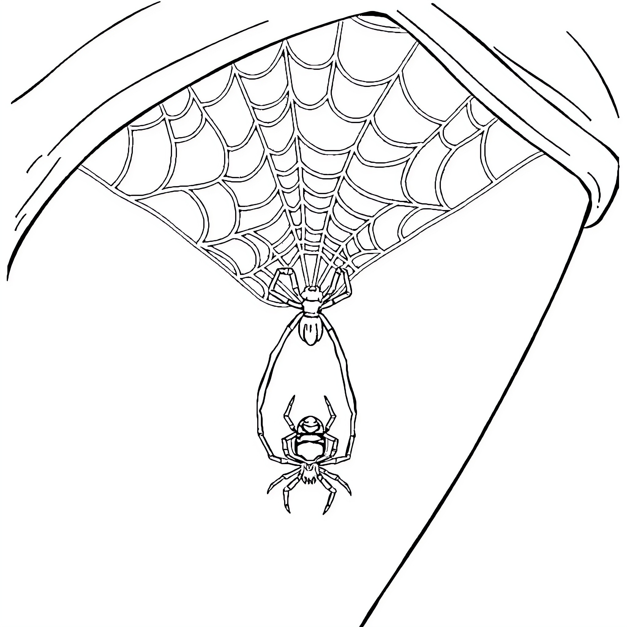 Spider weaving intricate web Coloring Page (free black-and-white line drawing printable PDF for all, from beginners to advanced learners, including children, teens, adults, and seniors)