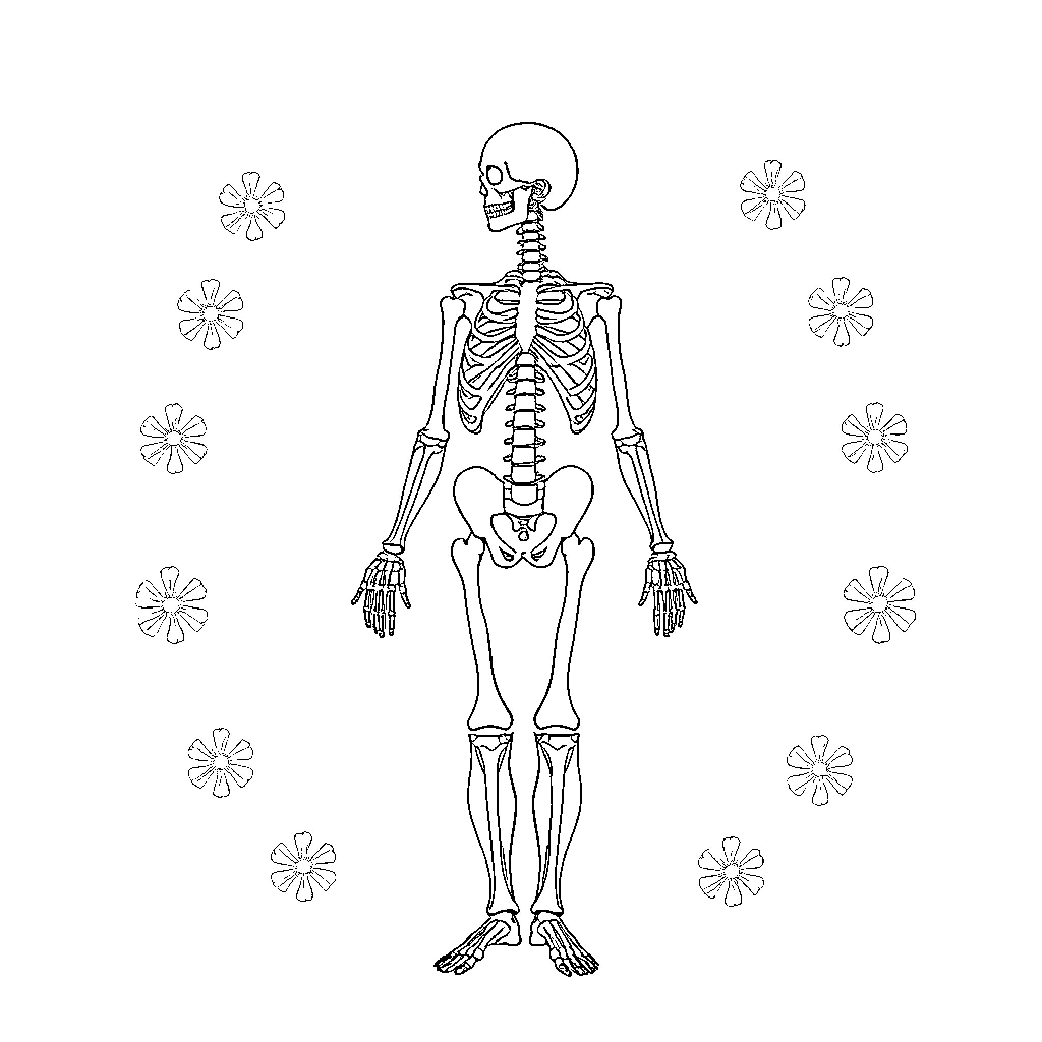 Skeletal System Diagram with Floral Elements Coloring Page (free black-and-white line drawing printable PDF for all, from beginners to advanced learners, including children, teens, adults, and seniors)