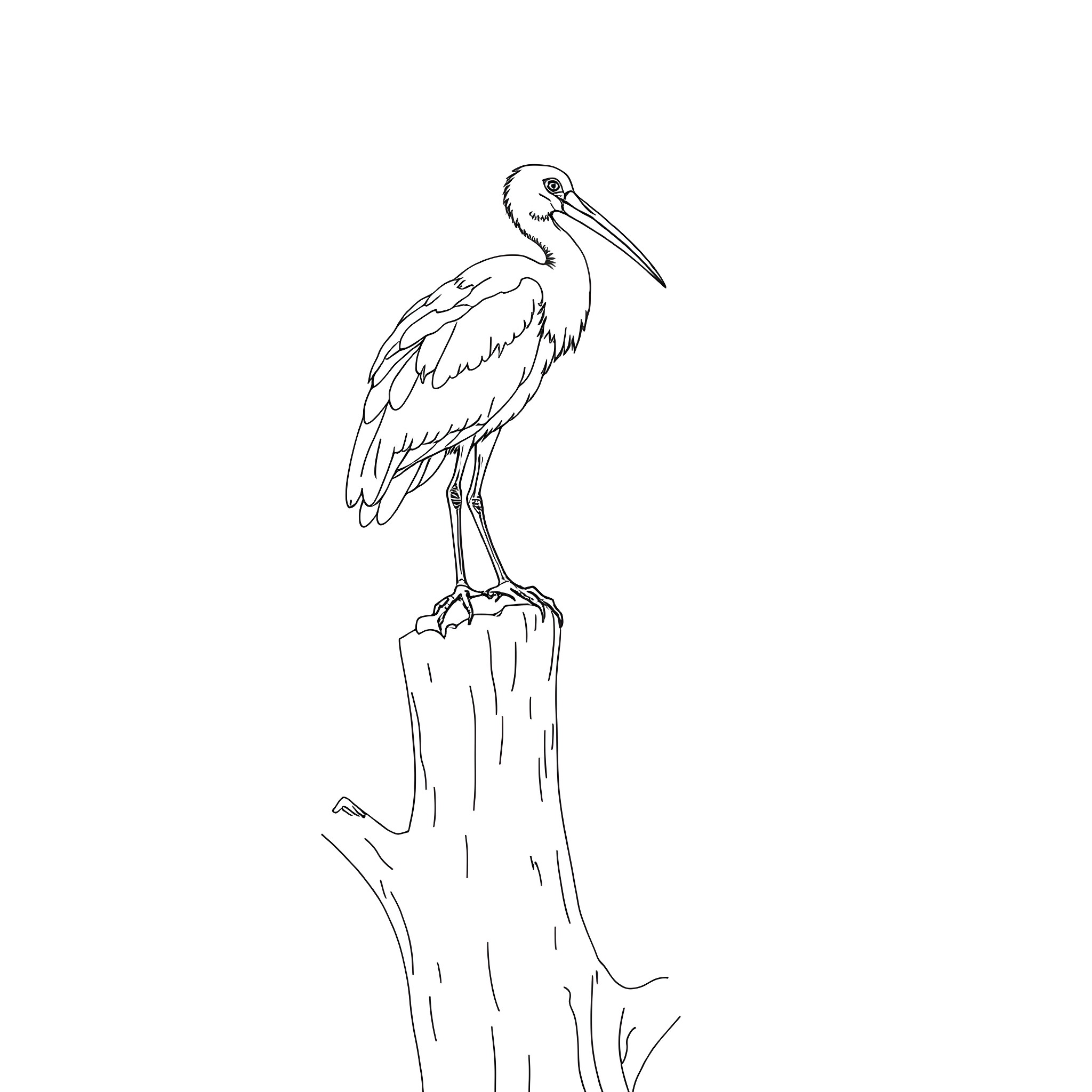 Ibis standing tall on a log Coloring Page (free black-and-white line drawing printable PDF for all, from beginners to advanced learners, including children, teens, adults, and seniors)