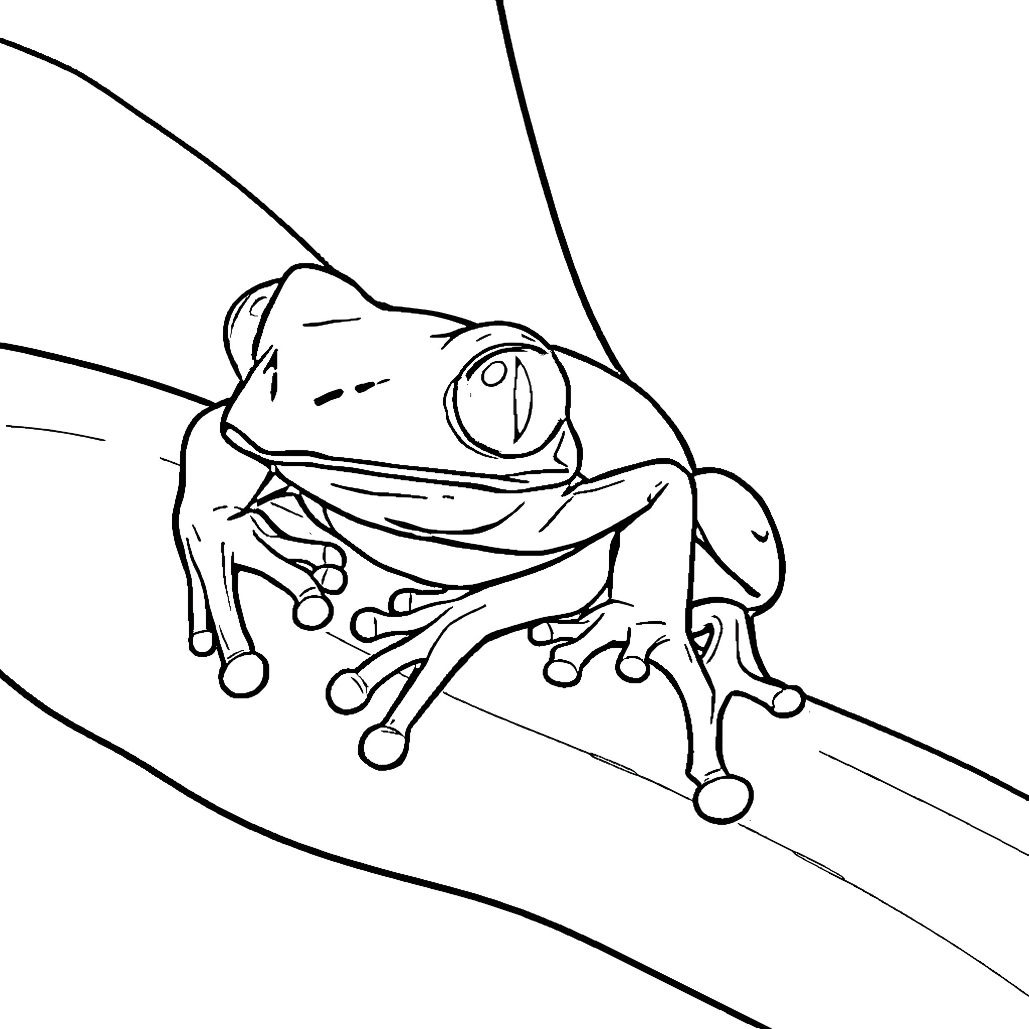 Frog sitting on a branch Coloring Page (free black-and-white line drawing printable PDF for all, from beginners to advanced learners, including children, teens, adults, and seniors)