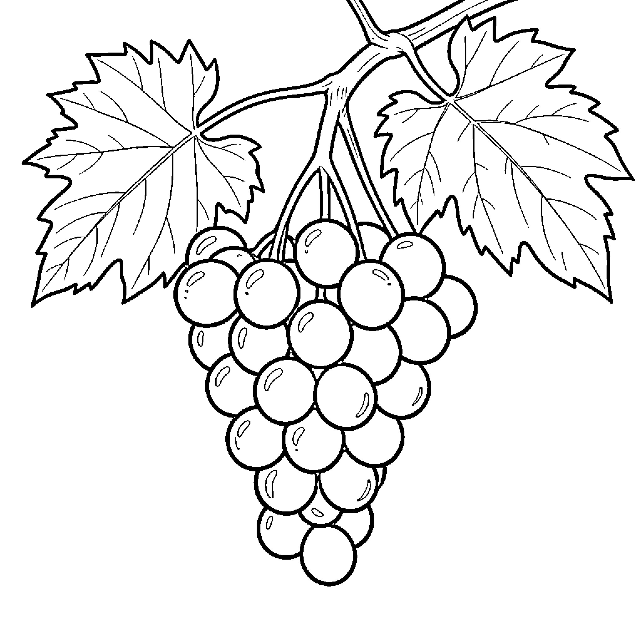 Grape cluster with leaves on the vine Coloring Page (free black-and-white line drawing printable PDF for all, from beginners to advanced learners, including children, teens, adults, and seniors)