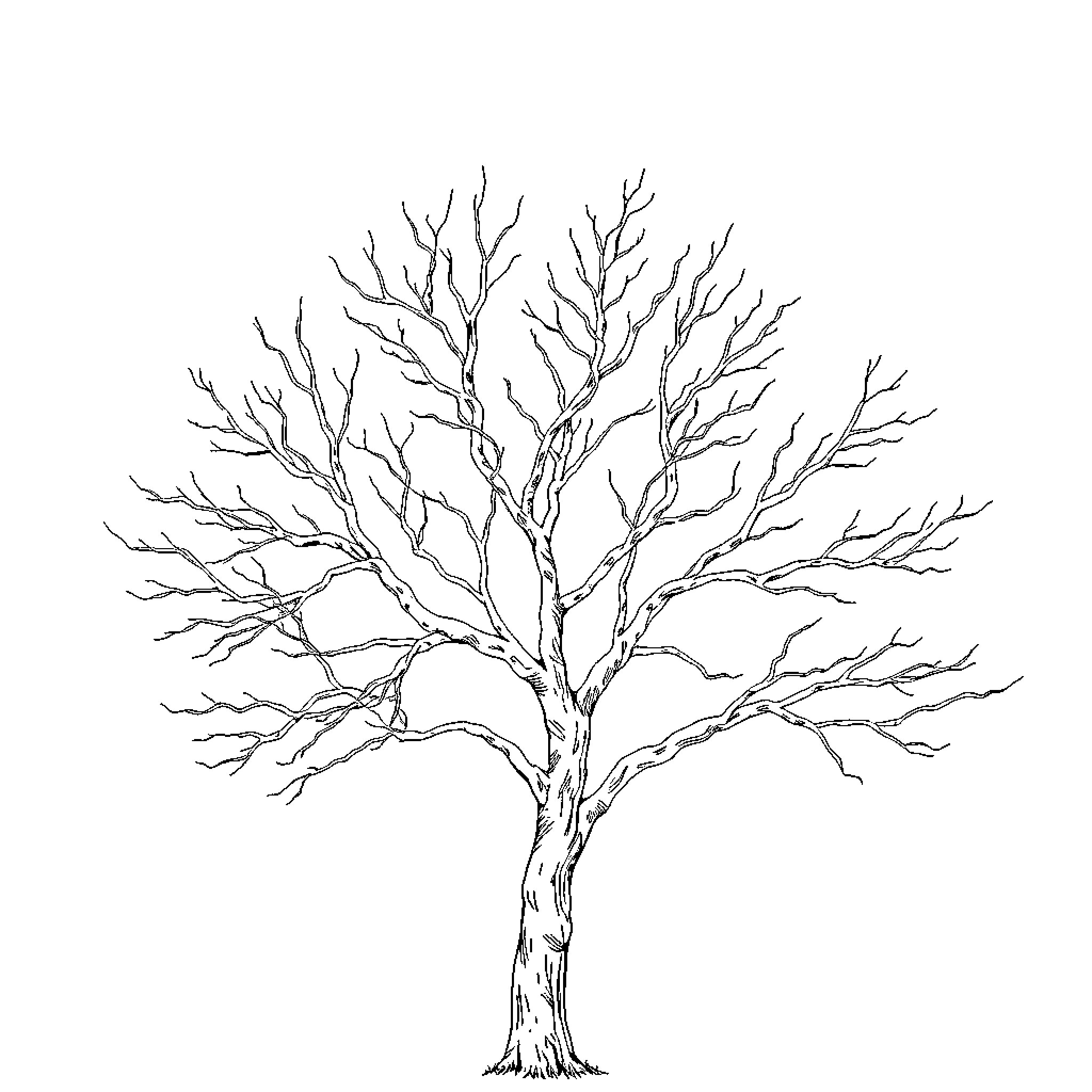 Tree with bare, twisted branches Coloring Page (free black-and-white line drawing printable PDF for all, from beginners to advanced learners, including children, teens, adults, and seniors)