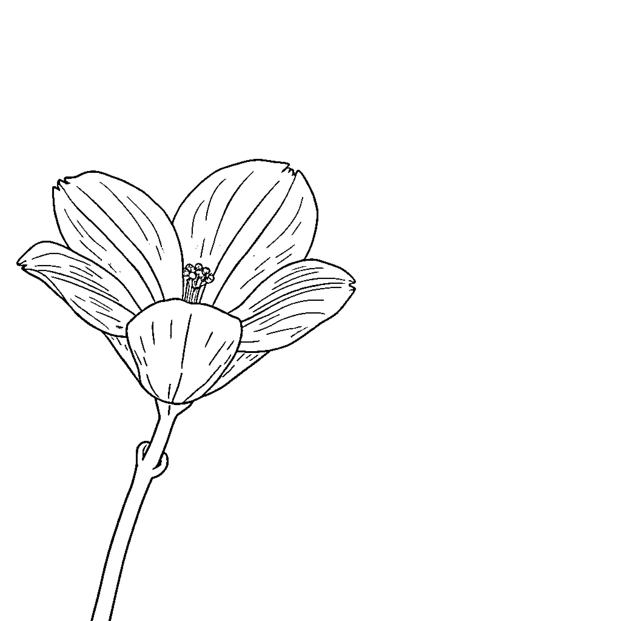 Bellerina flower in blooming pose Coloring Page (free black-and-white line drawing printable PDF for all, from beginners to advanced learners, including children, teens, adults, and seniors)