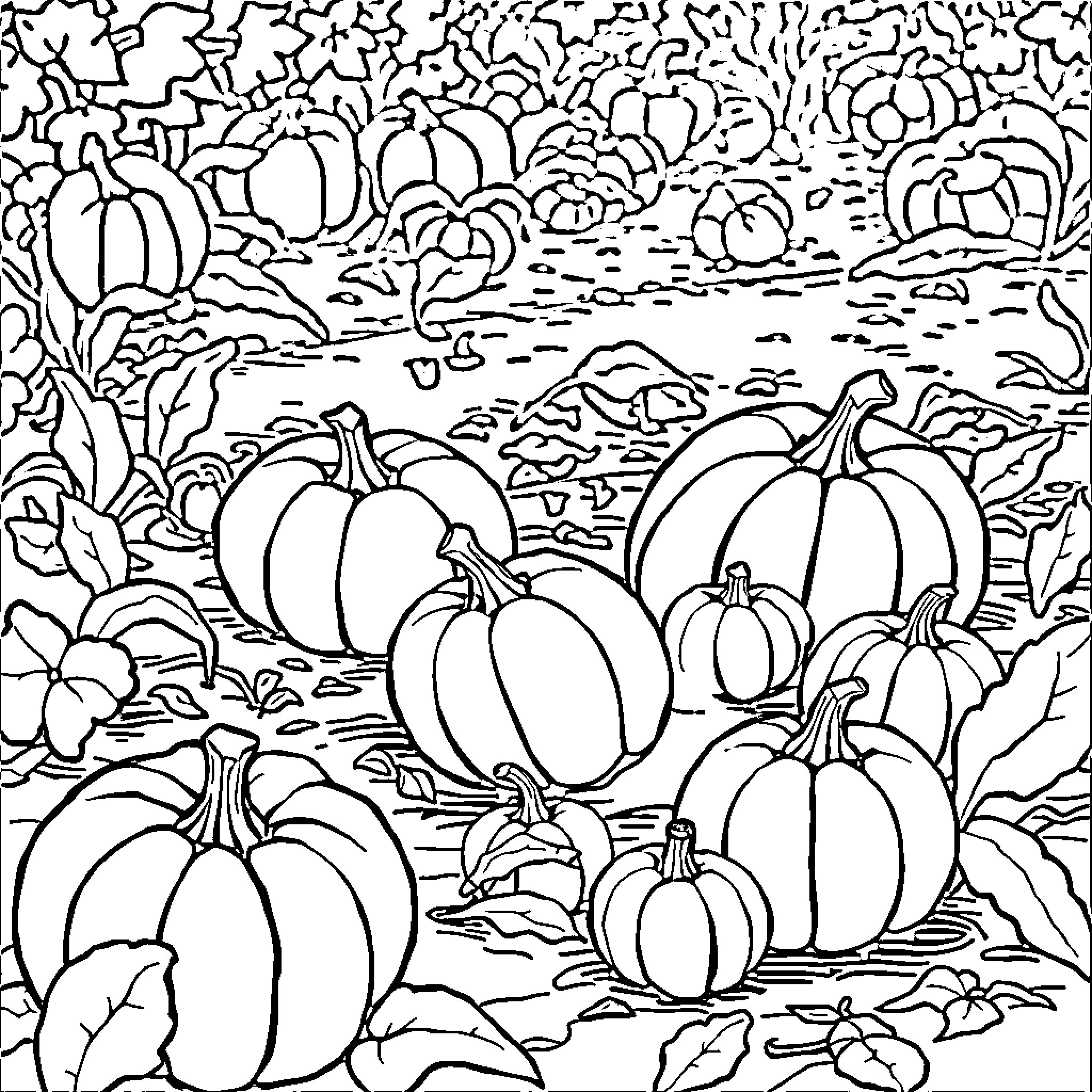Pumpkins scattered in autumn field Coloring Page (free black-and-white line drawing printable PDF for all, from beginners to advanced learners, including children, teens, adults, and seniors)