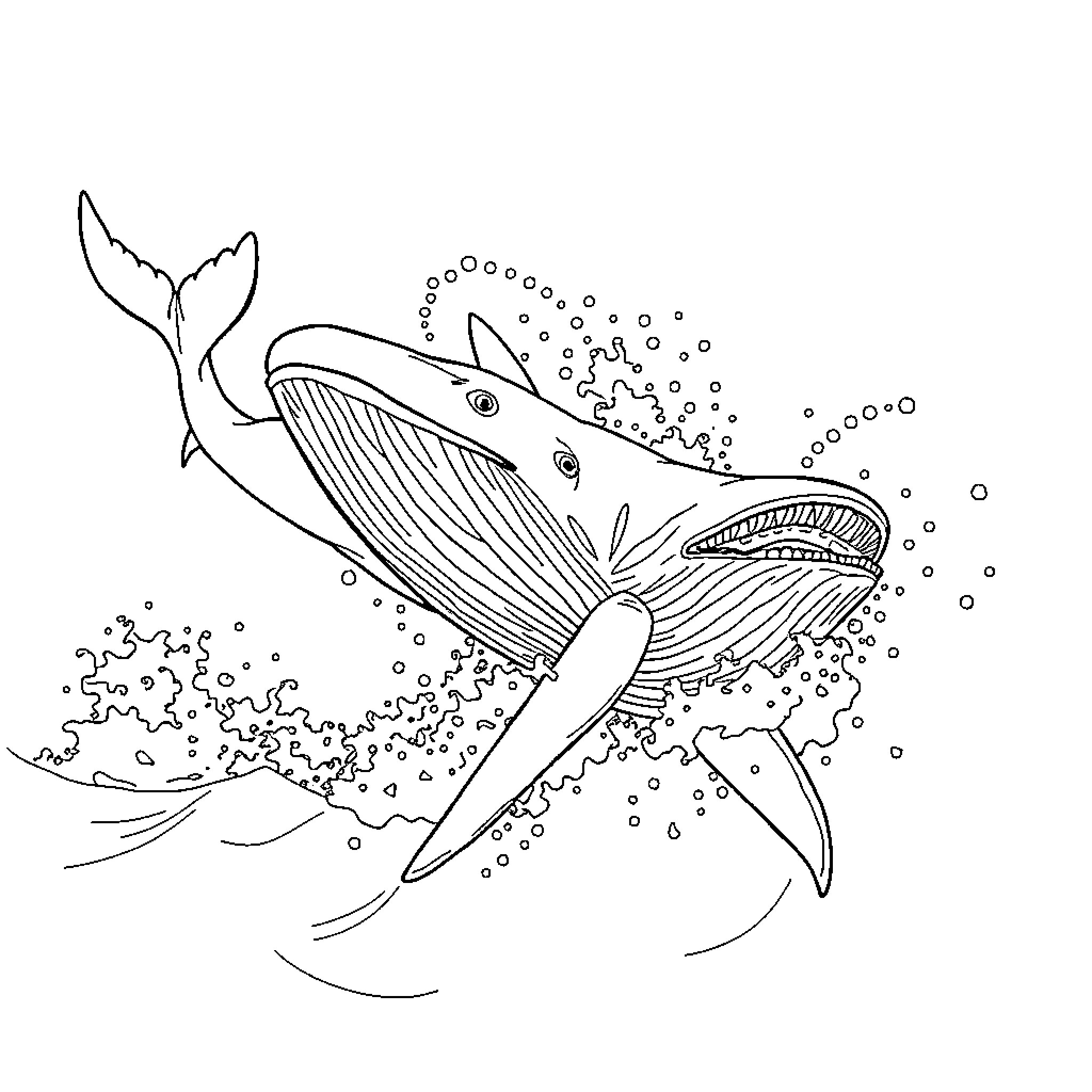 Whale swimming through the ocean Coloring Page (free black-and-white line drawing printable PDF for all, from beginners to advanced learners, including children, teens, adults, and seniors)