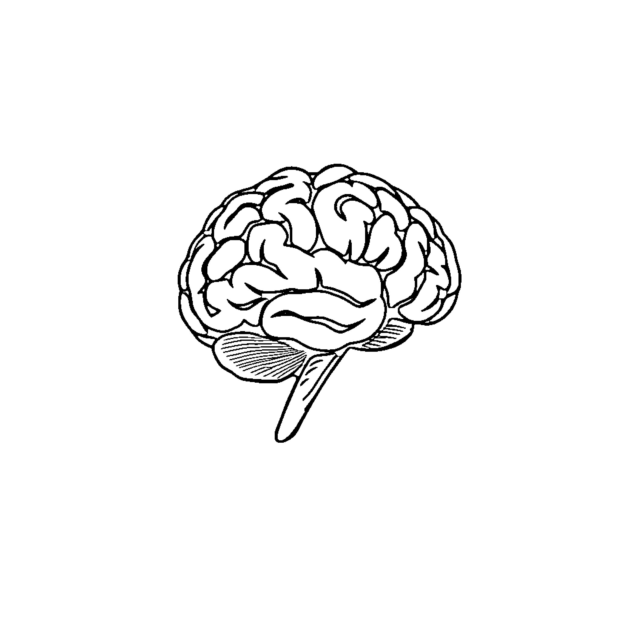 Brain illustration showcasing human organ anatomy Coloring Page (free black-and-white line drawing printable PDF for all, from beginners to advanced learners, including children, teens, adults, and seniors)