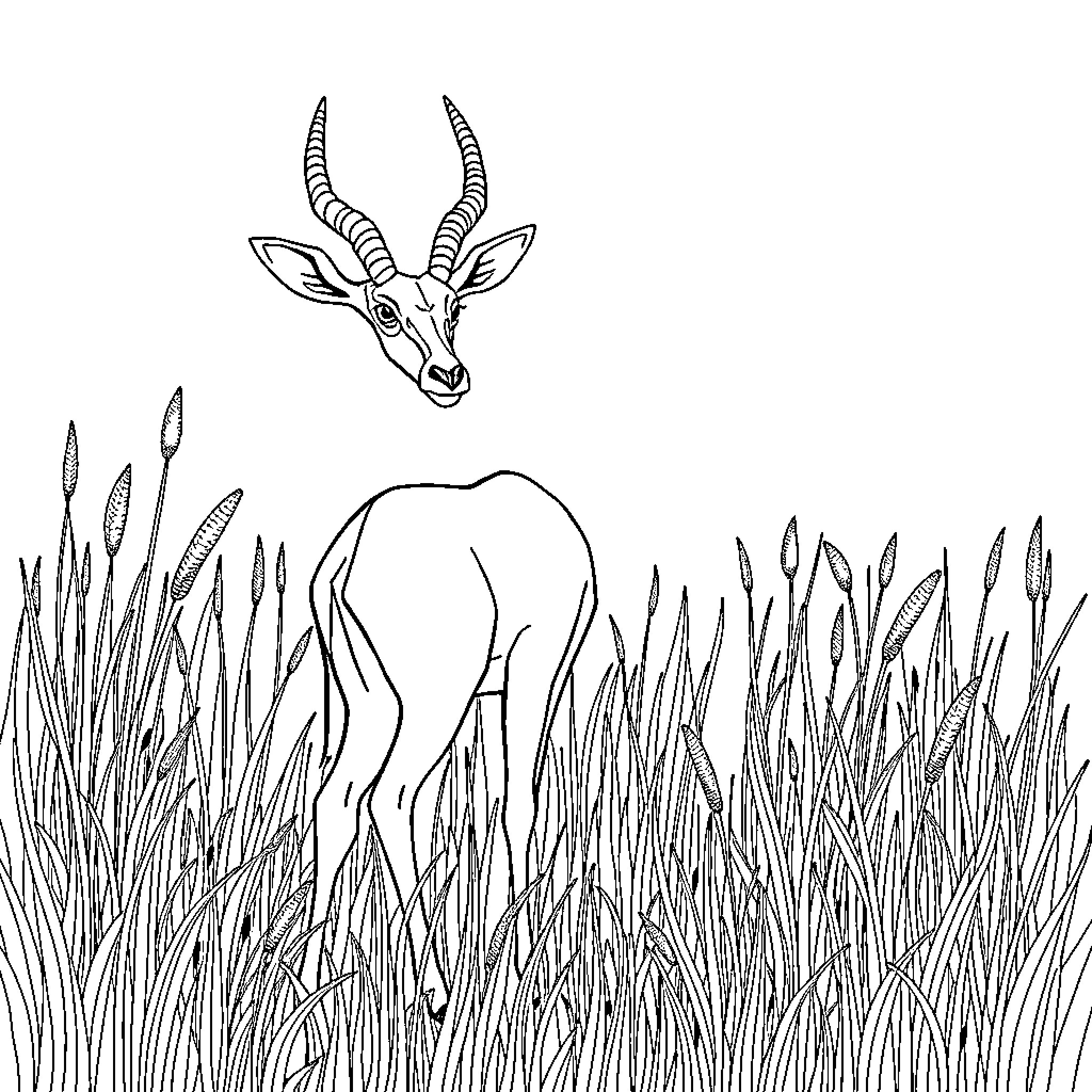 Gazelle standing amidst tall grass Coloring Page (free black-and-white line drawing printable PDF for all, from beginners to advanced learners, including children, teens, adults, and seniors)