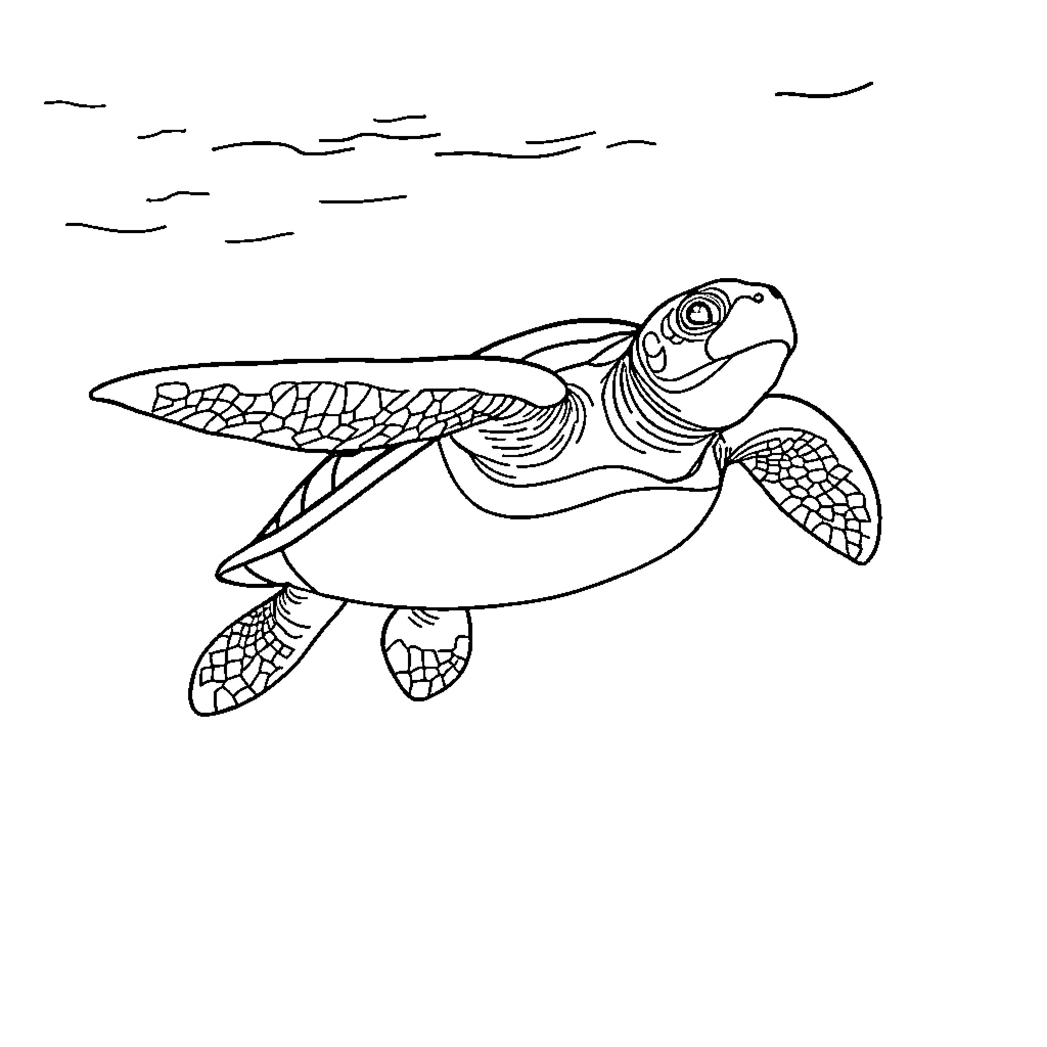 Turtle swimming gracefully in the sea Coloring Page (free black-and-white line drawing printable PDF for all, from beginners to advanced learners, including children, teens, adults, and seniors)