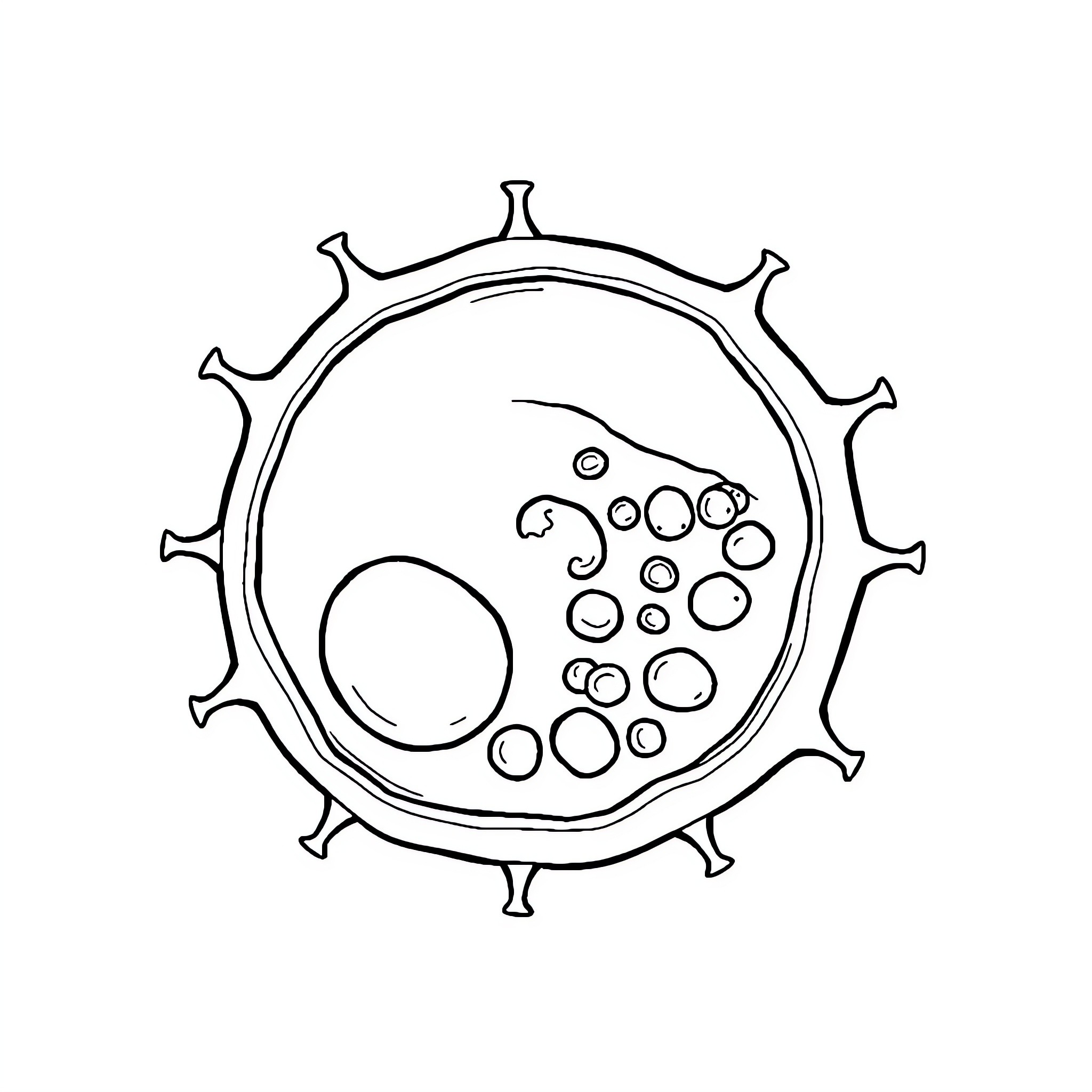 Animal Cell with Intricate Details Coloring Page (free black-and-white line drawing printable PDF for all, from beginners to advanced learners, including children, teens, adults, and seniors)