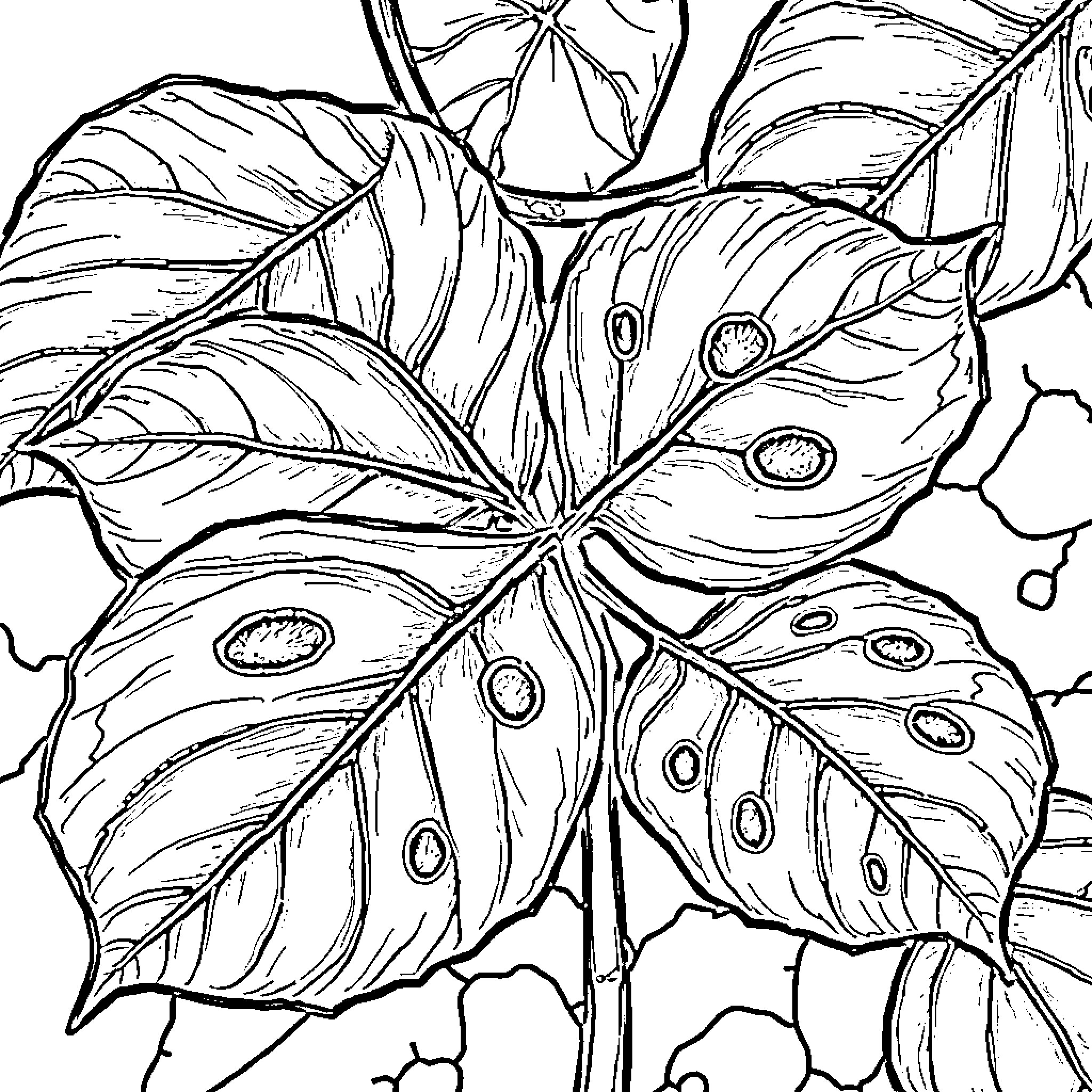 Monstera leaves showcasing intricate patterns Coloring Page (free black-and-white line drawing printable PDF for all, from beginners to advanced learners, including children, teens, adults, and seniors)