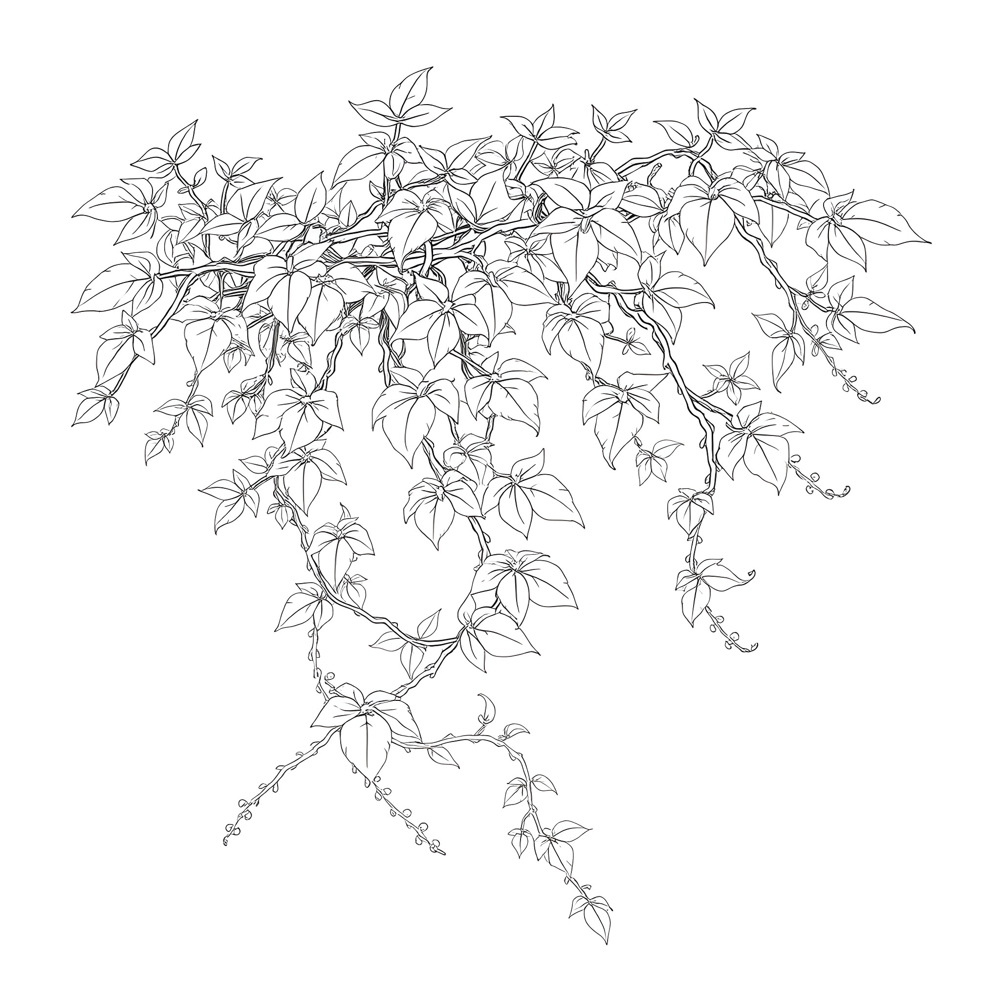 Trichosanthes vines in a natural setting Coloring Page (free black-and-white line drawing printable PDF for all, from beginners to advanced learners, including children, teens, adults, and seniors)