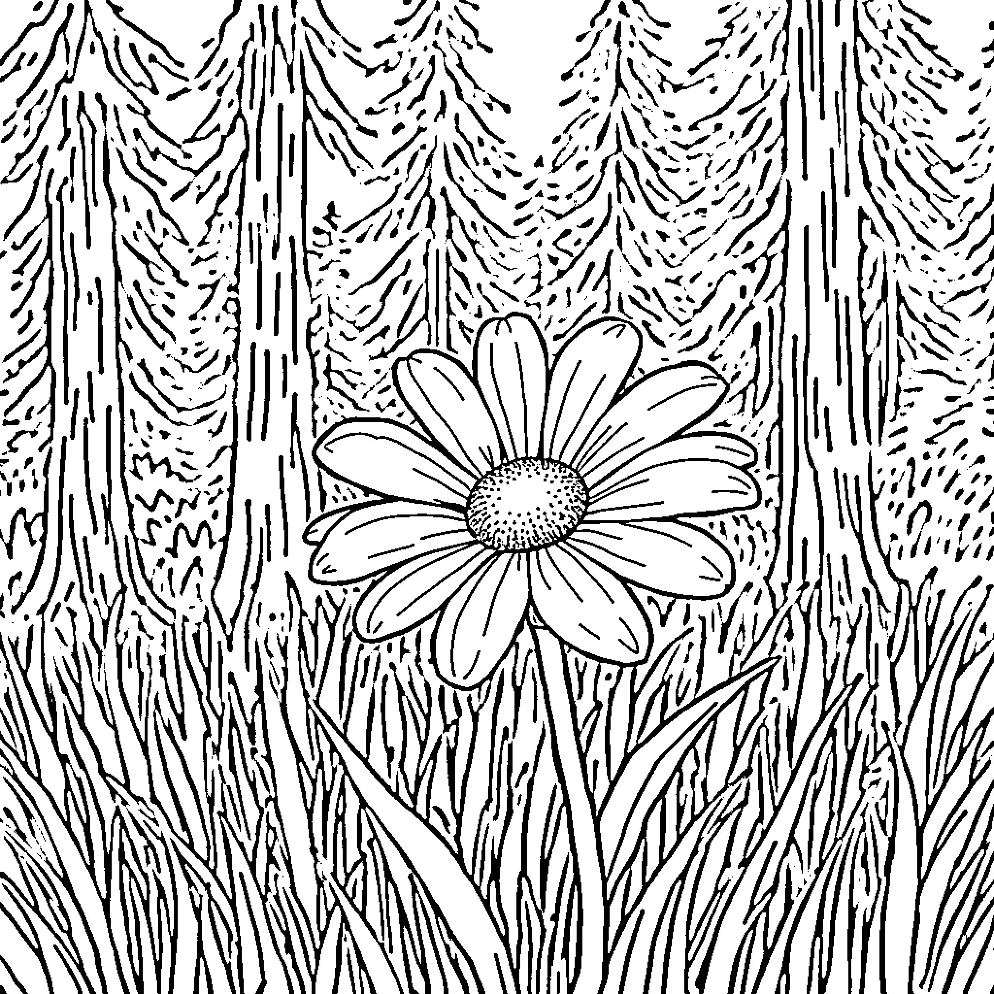 Daisy blooming in the forest Coloring Page (free black-and-white line drawing printable PDF for all, from beginners to advanced learners, including children, teens, adults, and seniors)