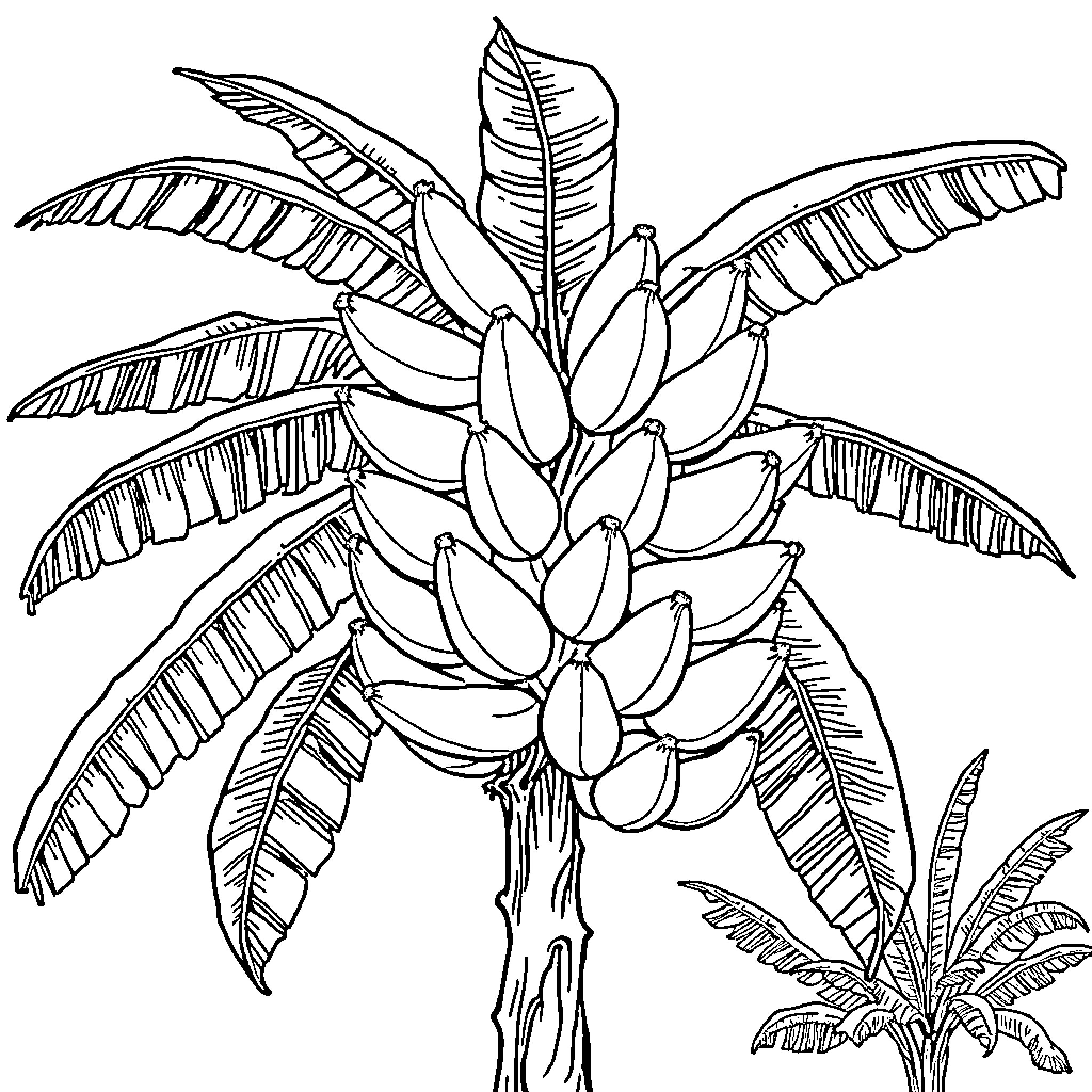 Banana tree with lush foliage Coloring Page (free black-and-white line drawing printable PDF for all, from beginners to advanced learners, including children, teens, adults, and seniors)