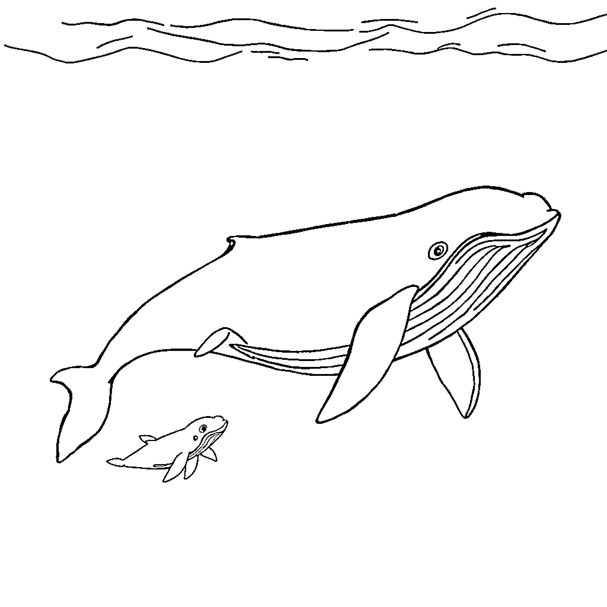Whale and baby swimming in the ocean Coloring Page (free black-and-white line drawing printable PDF for all, from beginners to advanced learners, including children, teens, adults, and seniors)