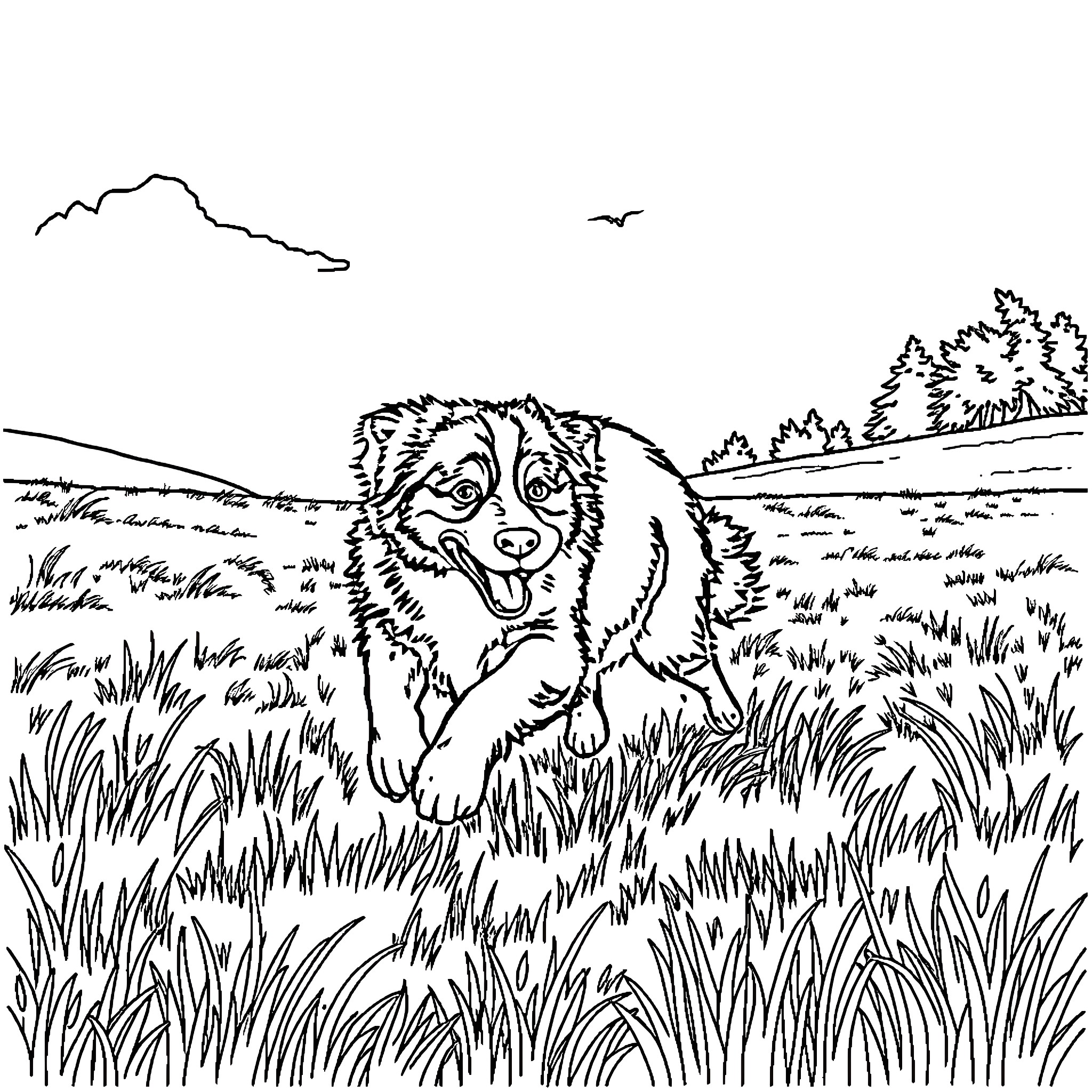 Bernese Mountain Dog playing in the countryside Coloring Page (free black-and-white line drawing printable PDF for all, from beginners to advanced learners, including children, teens, adults, and seniors)