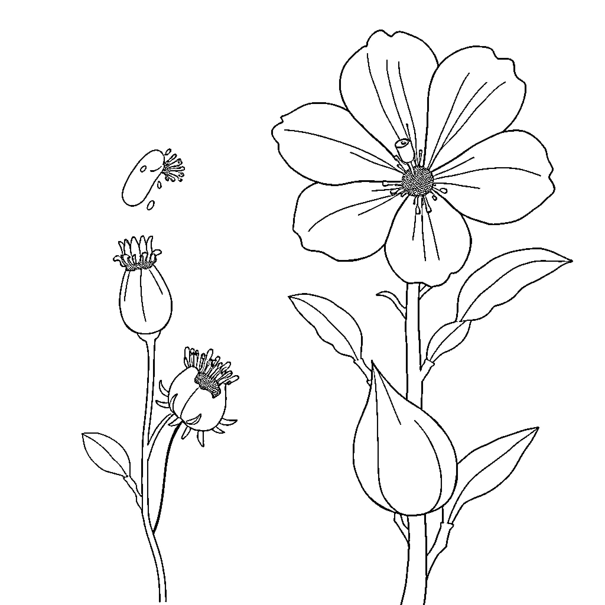 Fertilization of Flowers and Buds Coloring Page (free black-and-white line drawing printable PDF for all, from beginners to advanced learners, including children, teens, adults, and seniors)
