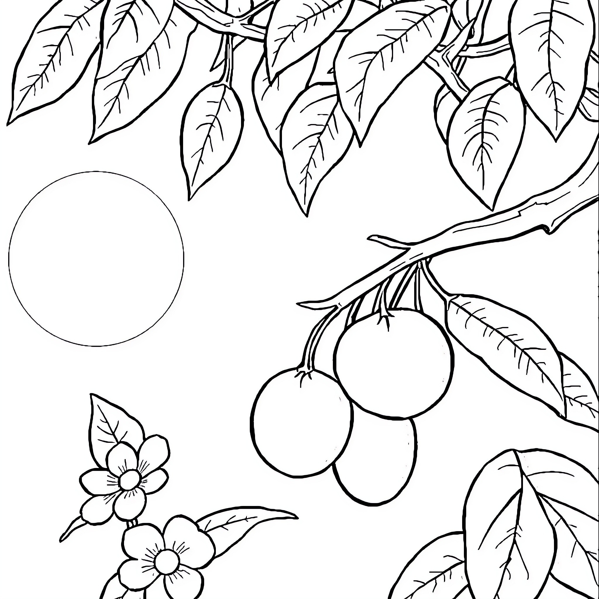 Best Fruit Coloring Pages (Free Printable PDF)