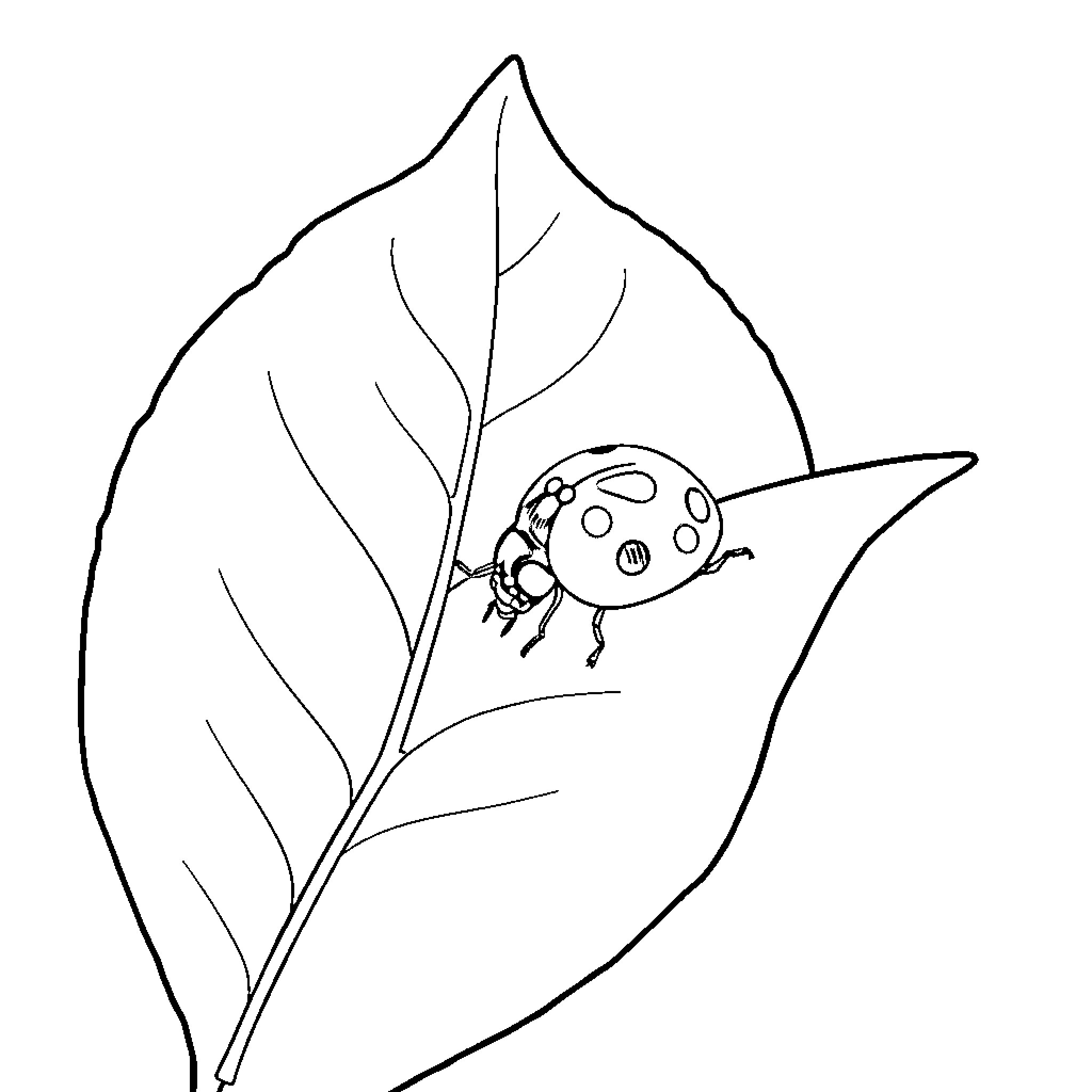 Ladybug resting on leaf Coloring Page (free black-and-white line drawing printable PDF for all, from beginners to advanced learners, including children, teens, adults, and seniors)