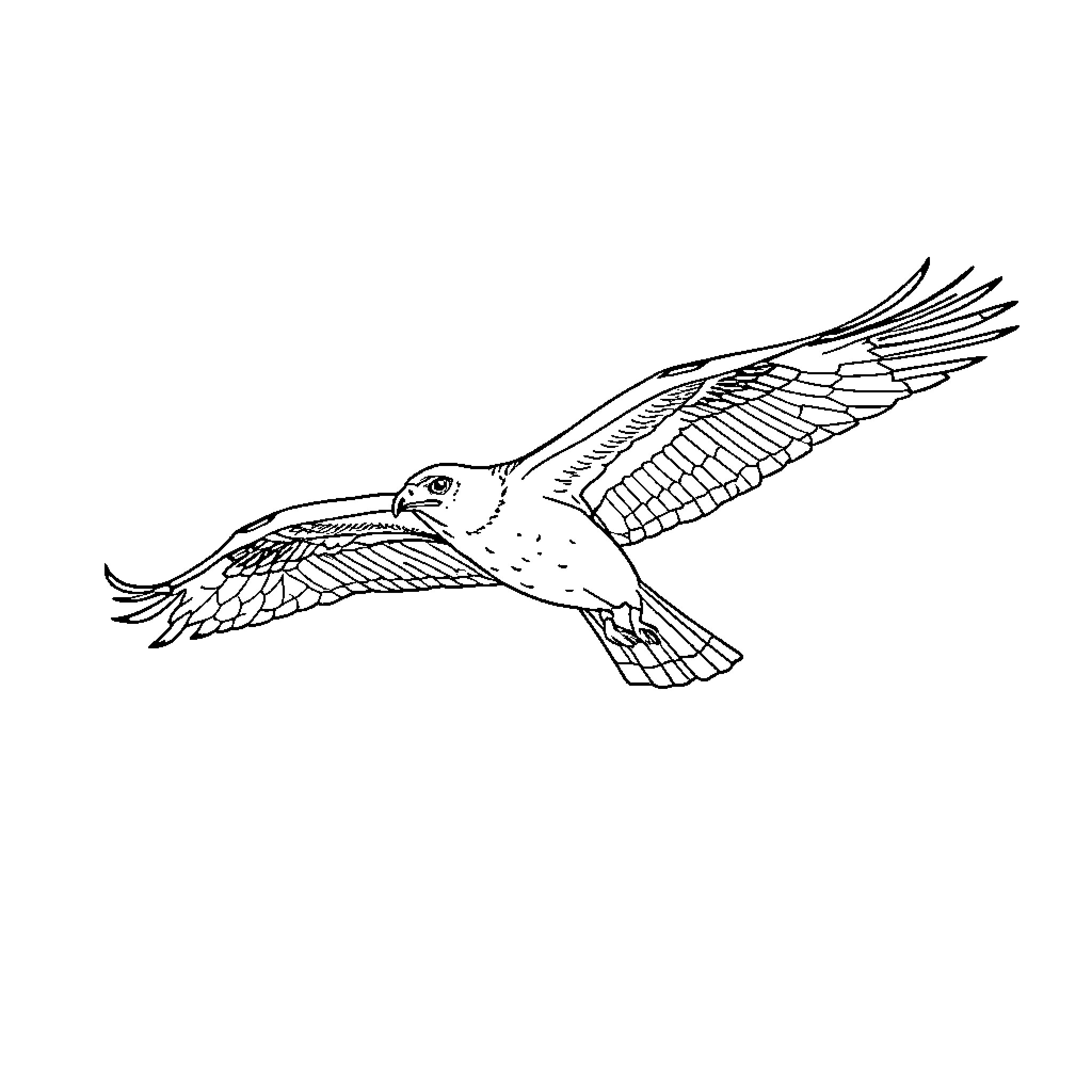 Harrier in flight with outstretched wings Coloring Page (free black-and-white line drawing printable PDF for all, from beginners to advanced learners, including children, teens, adults, and seniors)