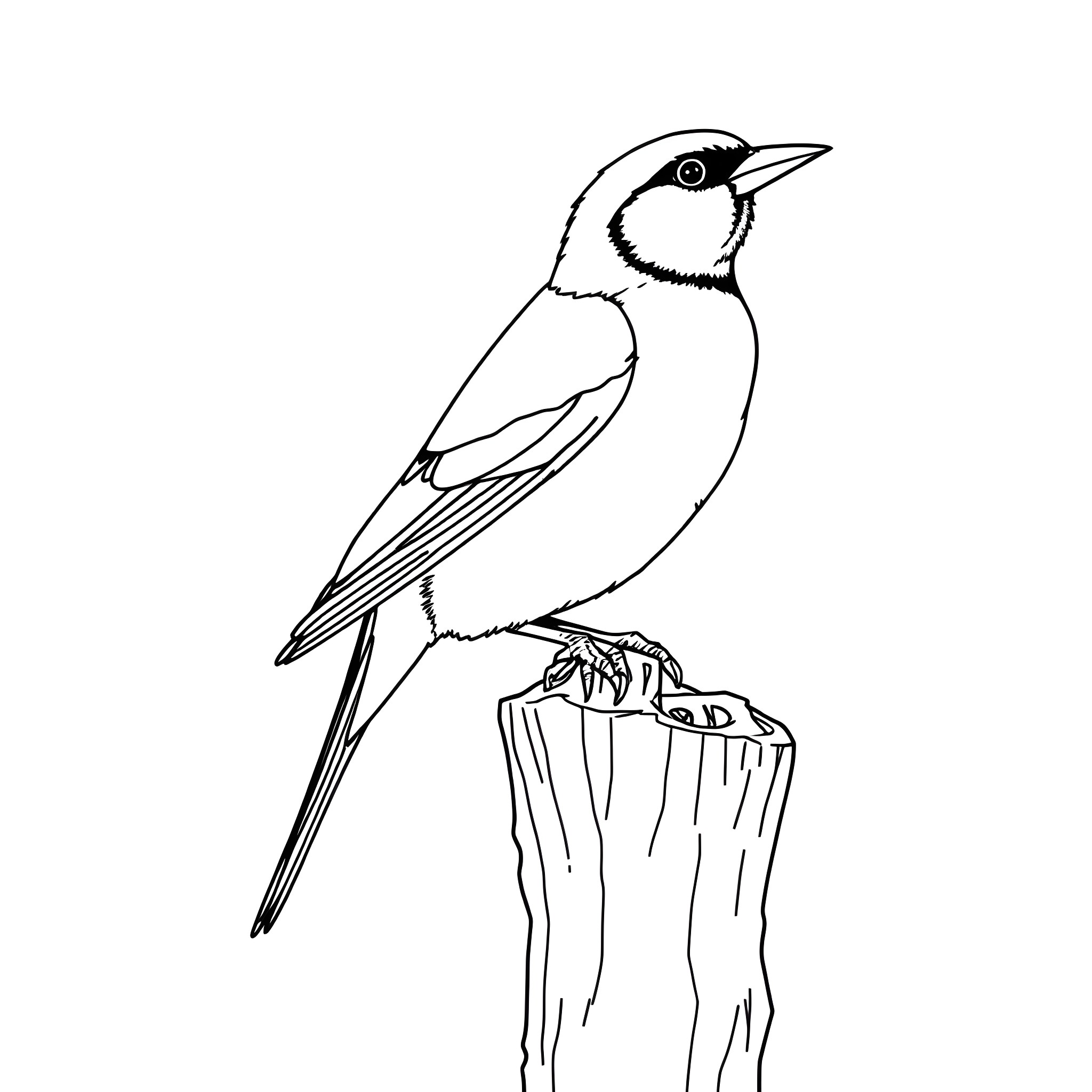 Gouldian Finch perched on a branch Coloring Page (free black-and-white line drawing printable PDF for all, from beginners to advanced learners, including children, teens, adults, and seniors)