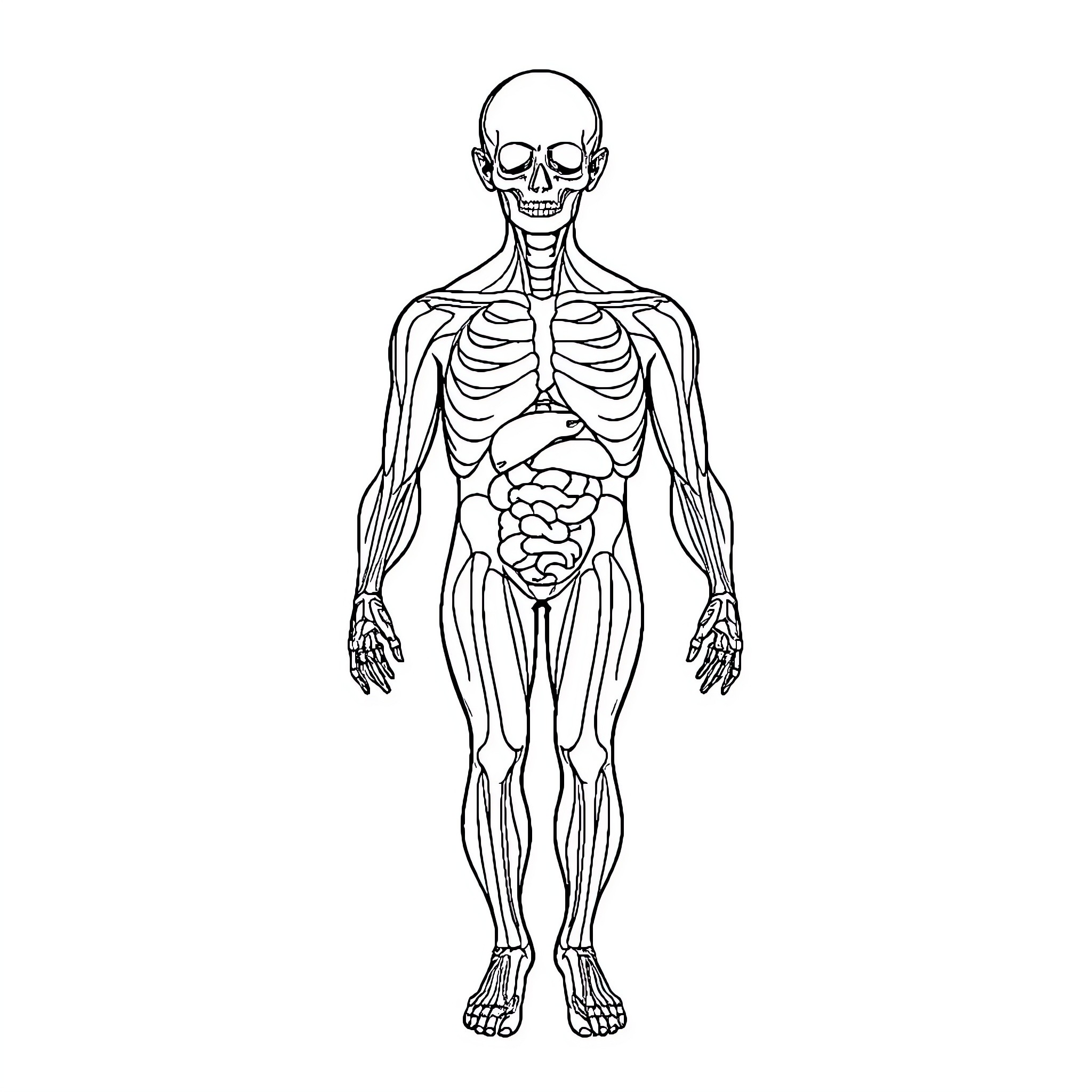 Human Anatomy Detailed Skeletal Structure Coloring Page (free black-and-white line drawing printable PDF for all, from beginners to advanced learners, including children, teens, adults, and seniors)