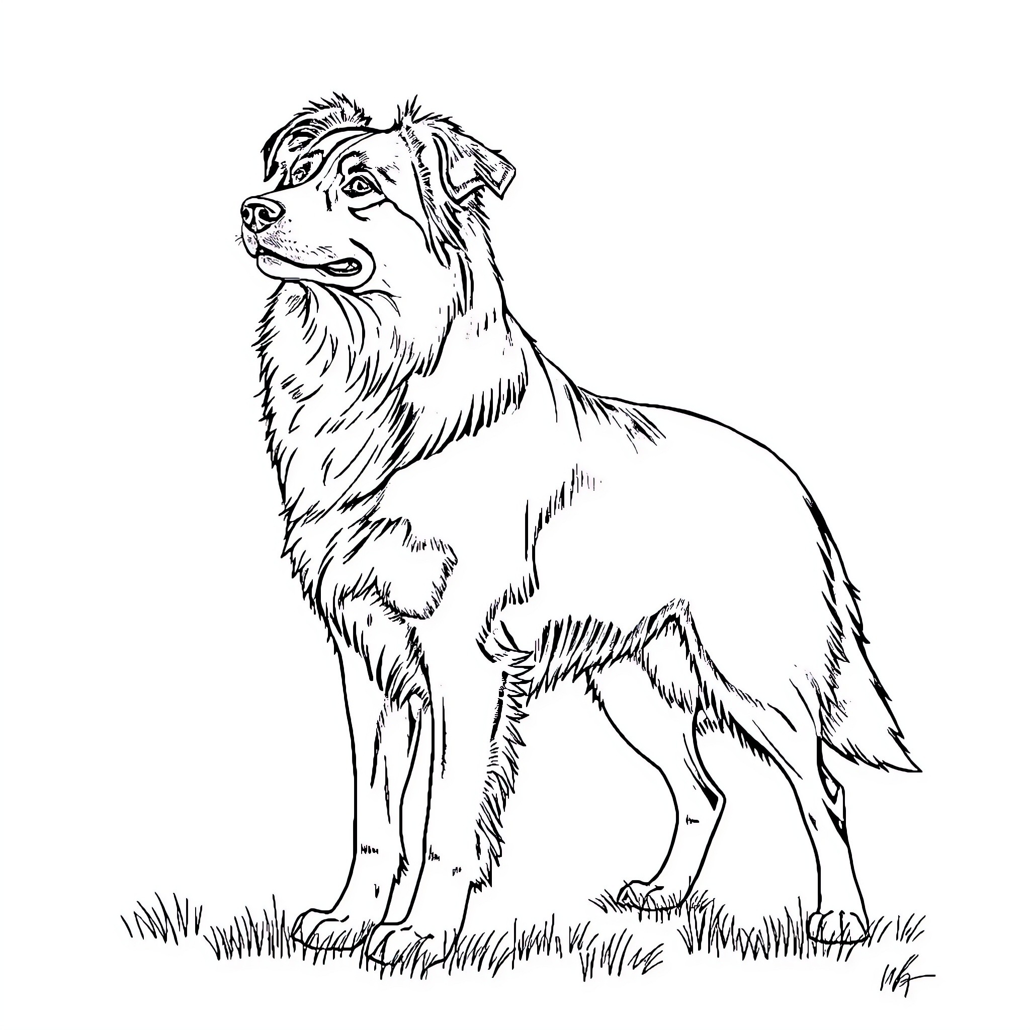 Dog standing alert in grassy field Coloring Page (free black-and-white line drawing printable PDF for all, from beginners to advanced learners, including children, teens, adults, and seniors)