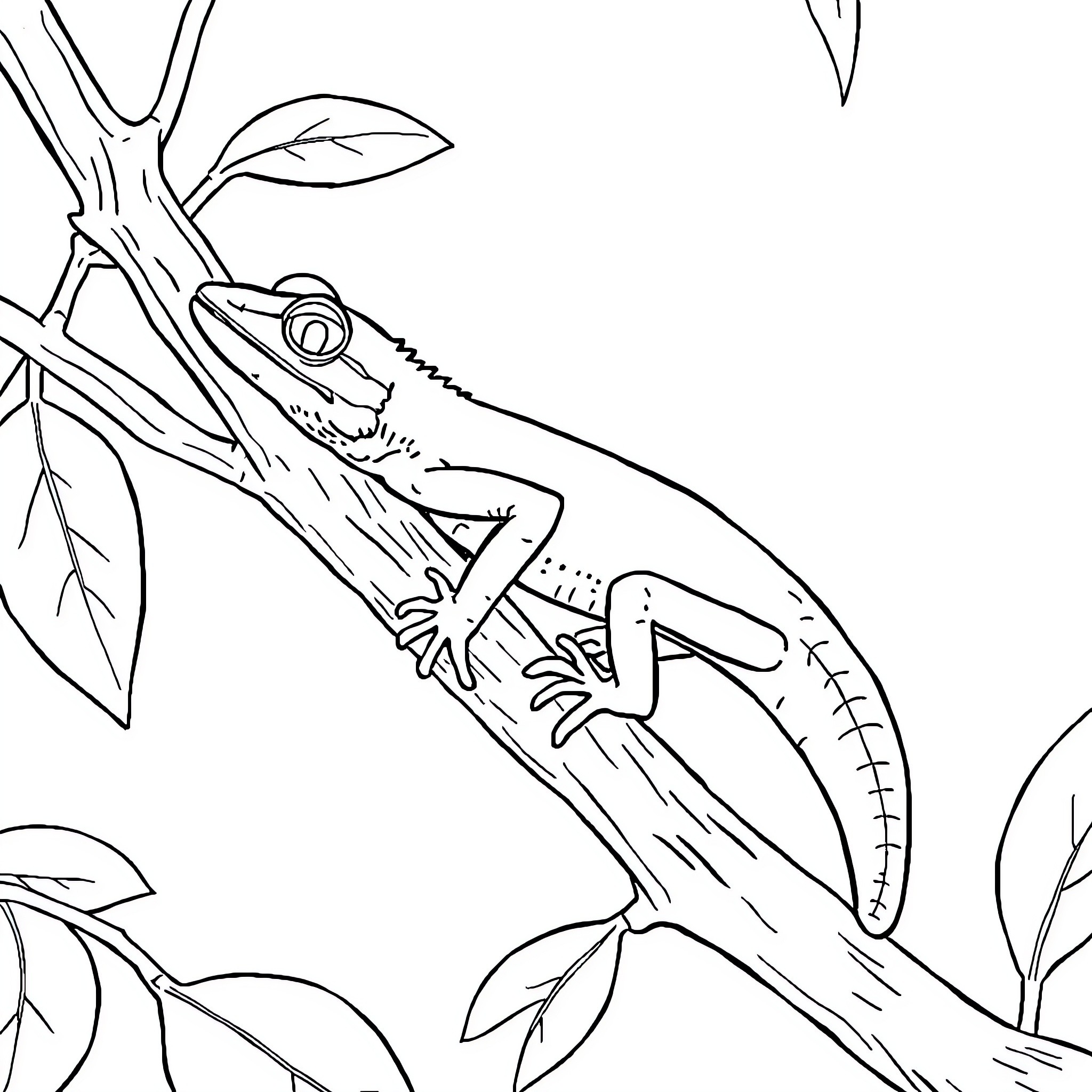 Gecko climbing on a tree branch Coloring Page (free black-and-white line drawing printable PDF for all, from beginners to advanced learners, including children, teens, adults, and seniors)