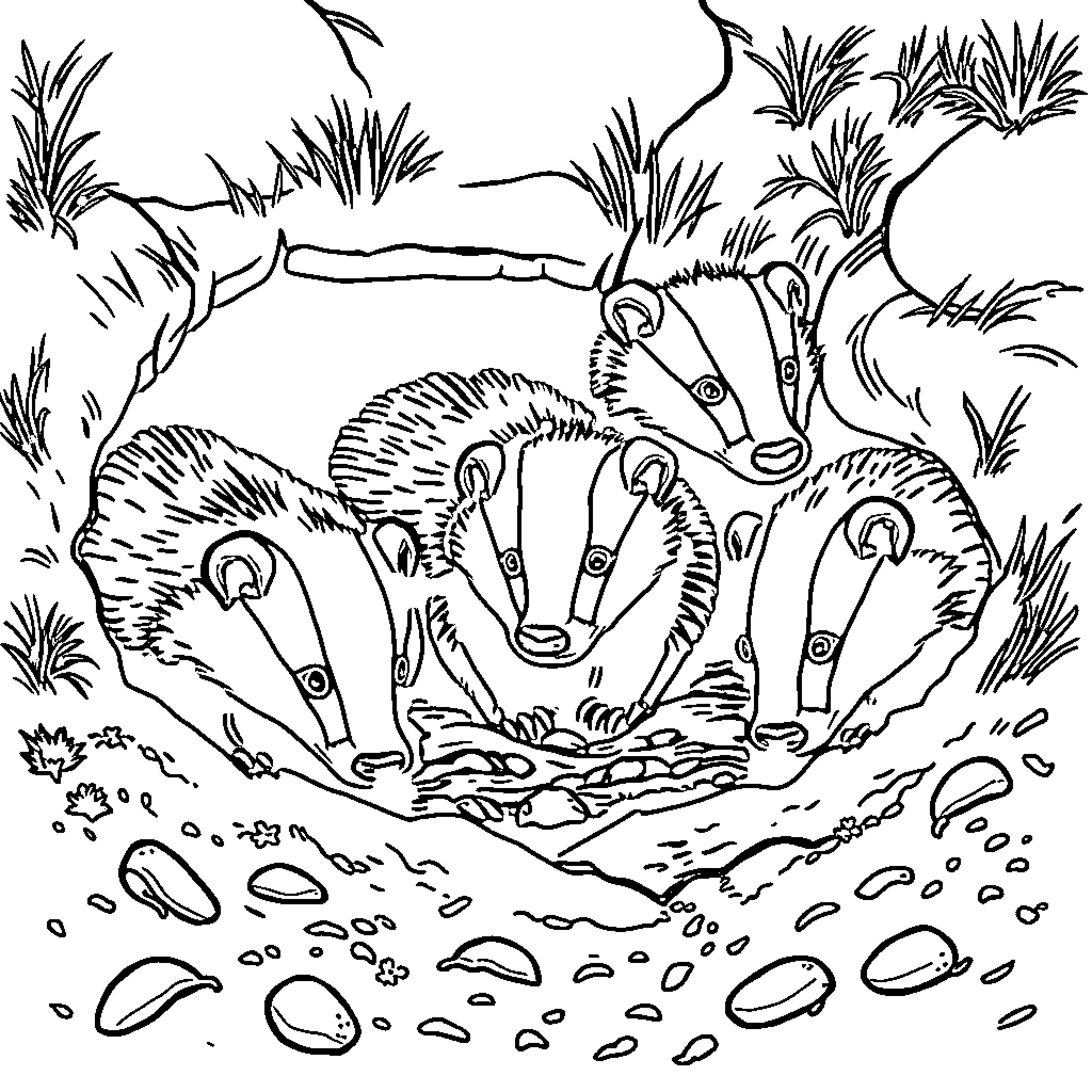Badger family exploring the woodland habitat Coloring Page (free black-and-white line drawing printable PDF for all, from beginners to advanced learners, including children, teens, adults, and seniors)