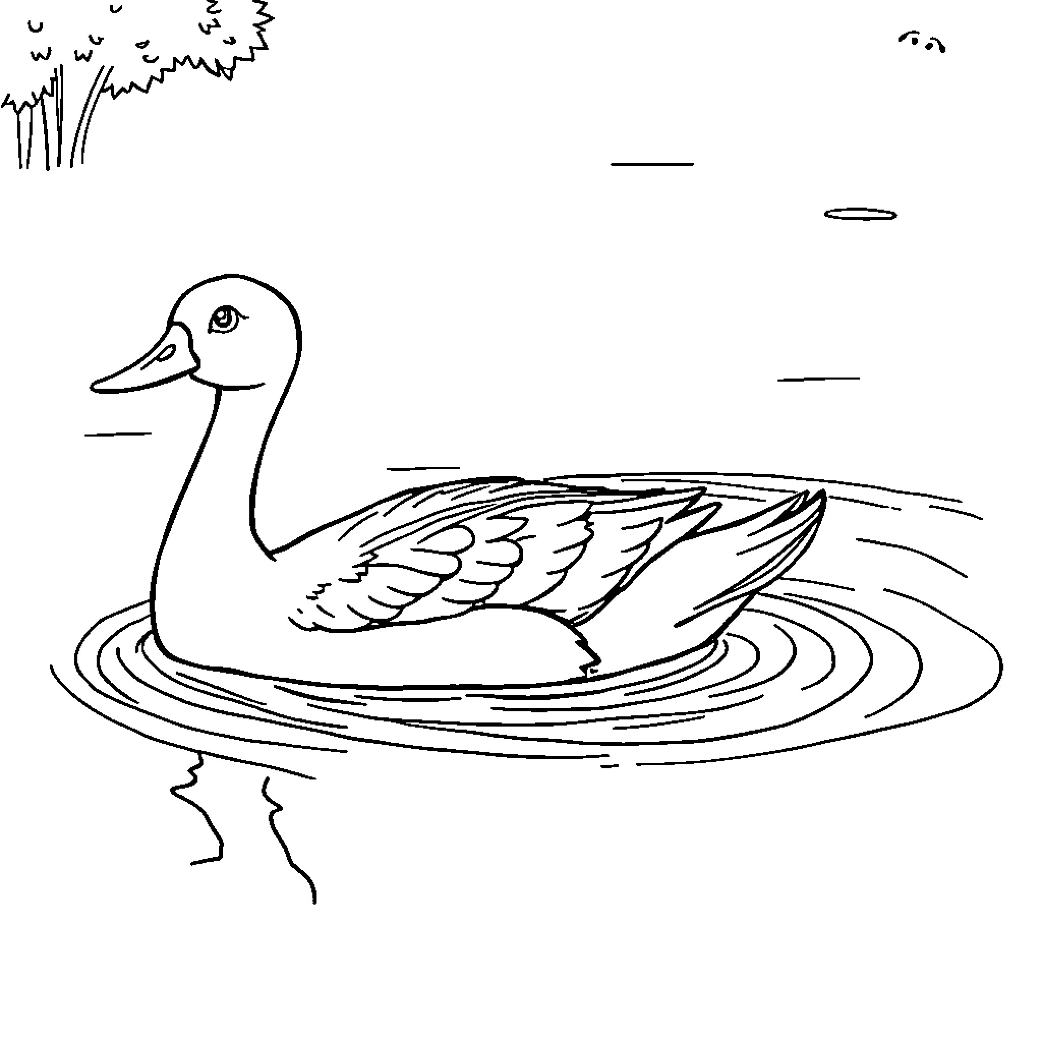 Duck swimming gracefully on the pond Coloring Page (free black-and-white line drawing printable PDF for all, from beginners to advanced learners, including children, teens, adults, and seniors)
