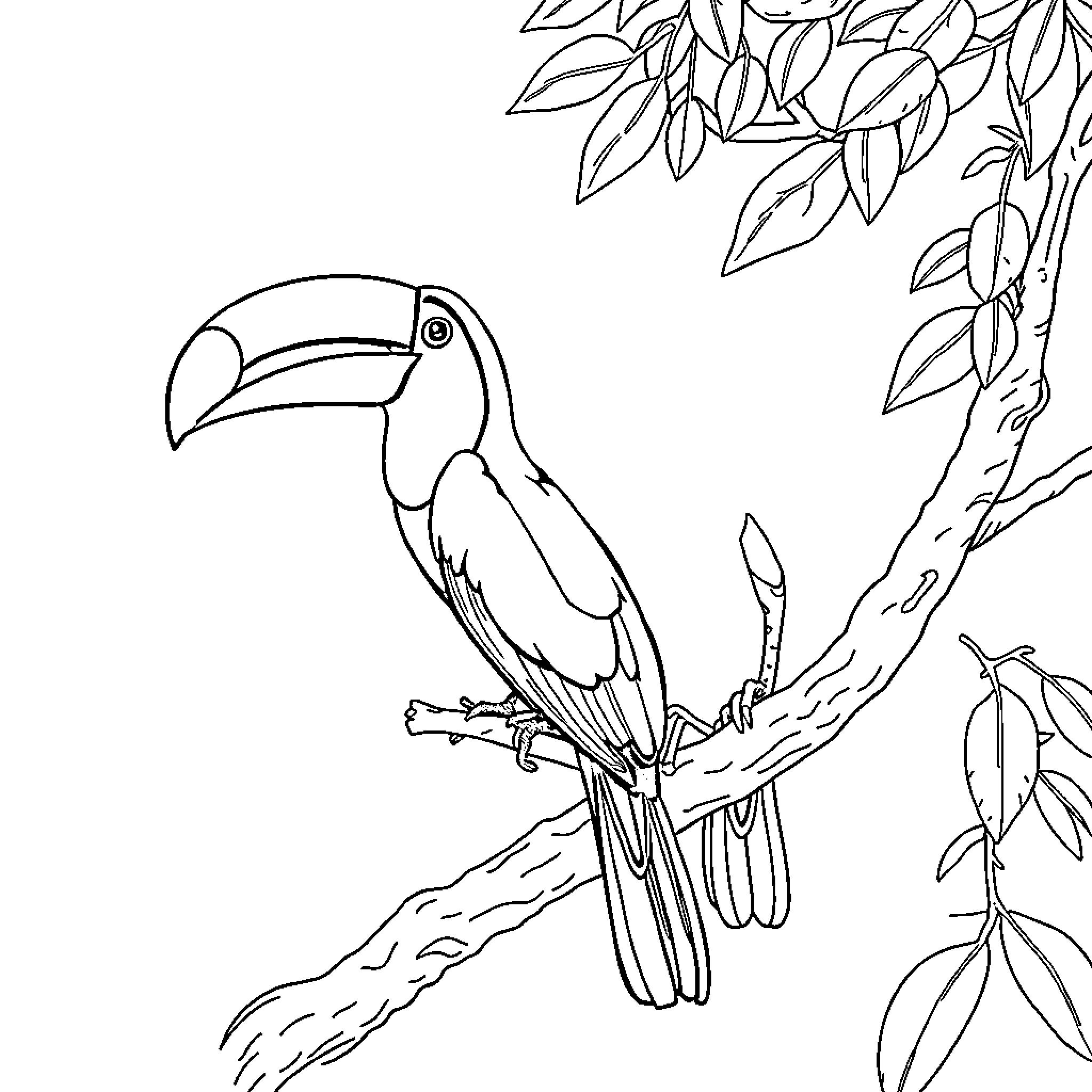 Toucan perching among tropical foliage Coloring Page (free black-and-white line drawing printable PDF for all, from beginners to advanced learners, including children, teens, adults, and seniors)