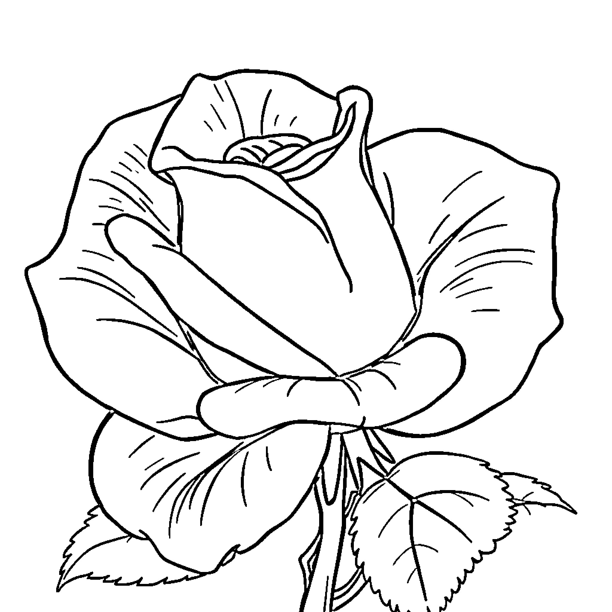 Rose blooming with delicate petals Coloring Page (free black-and-white line drawing printable PDF for all, from beginners to advanced learners, including children, teens, adults, and seniors)