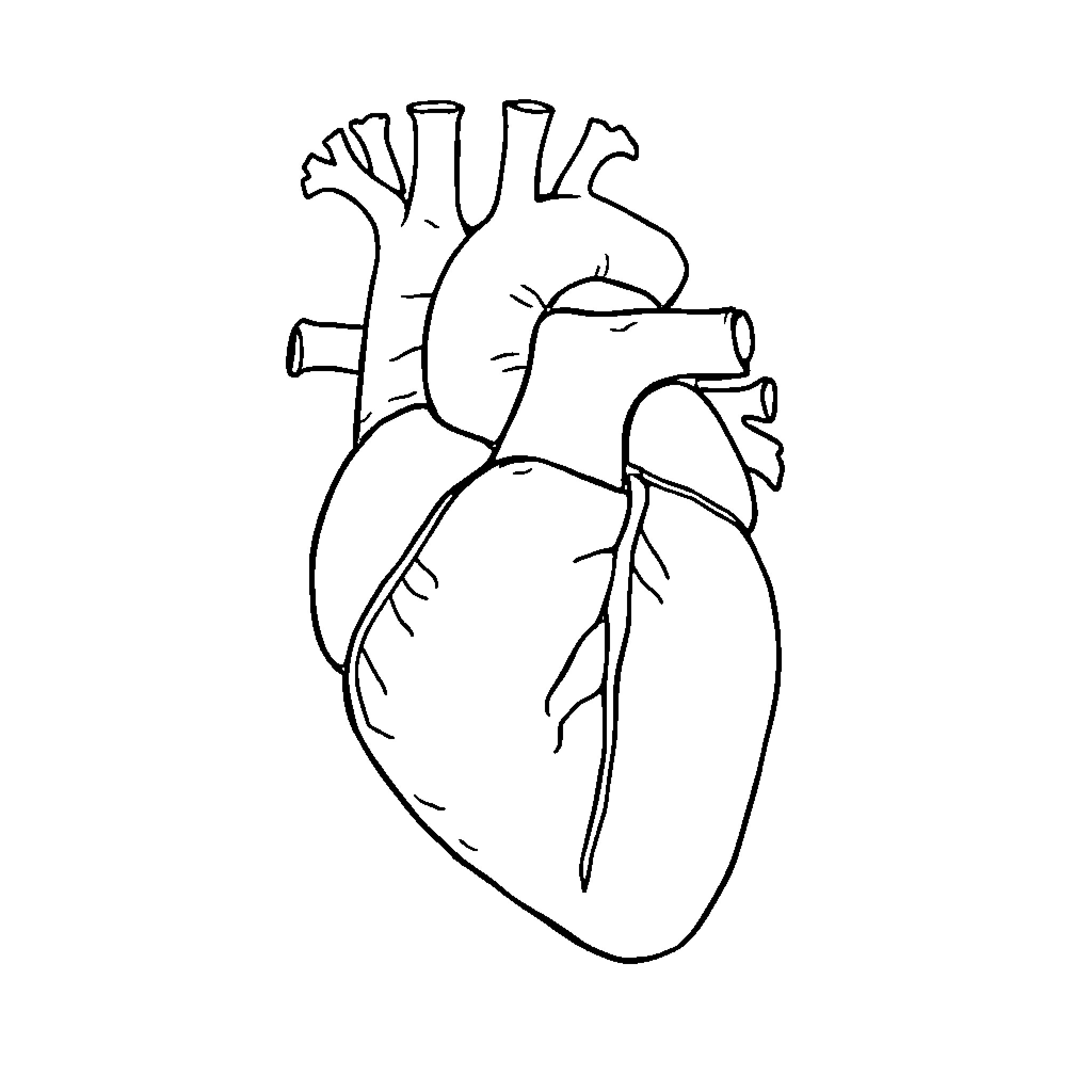 Heart anatomy sketch Coloring Page (free black-and-white line drawing printable PDF for all, from beginners to advanced learners, including children, teens, adults, and seniors)