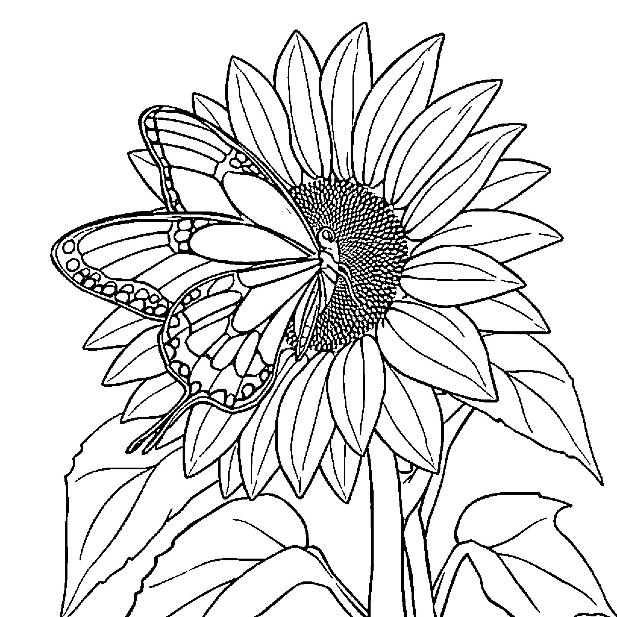Butterfly resting on sunflower petals Coloring Page (free black-and-white line drawing printable PDF for all, from beginners to advanced learners, including children, teens, adults, and seniors)