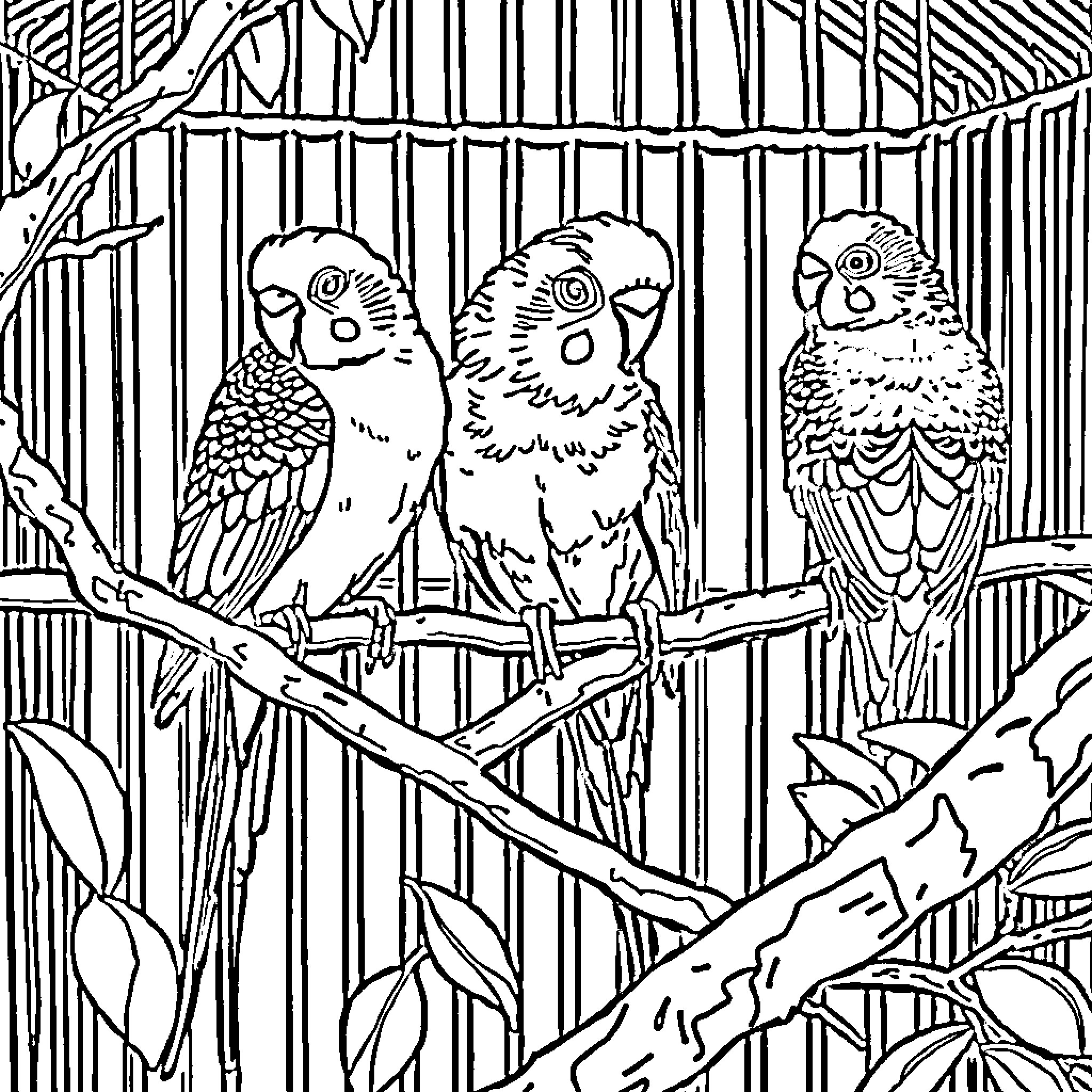 Budgie trio perched in birdcage Coloring Page (free black-and-white line drawing printable PDF for all, from beginners to advanced learners, including children, teens, adults, and seniors)