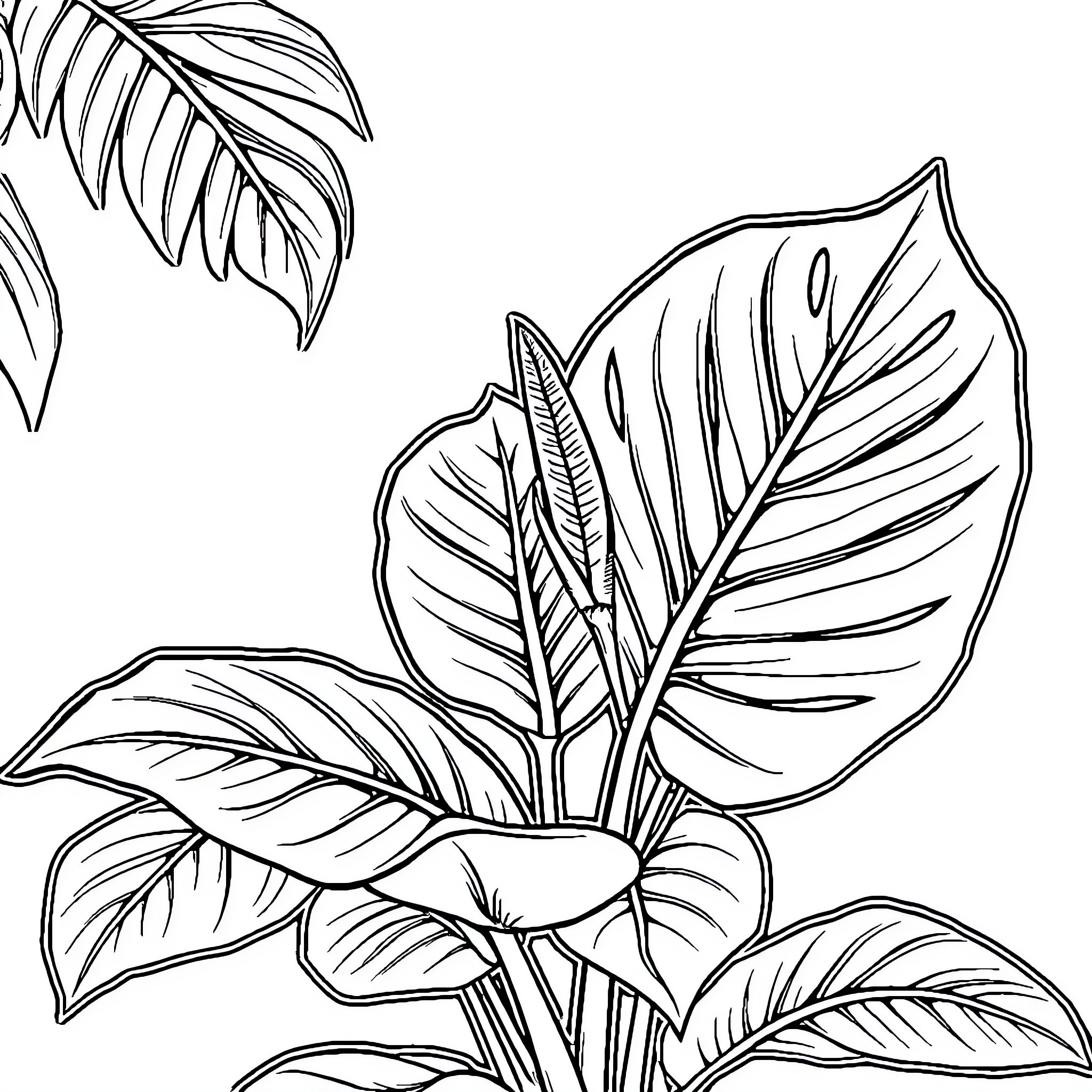 Monstera leaves in black and white Coloring Page (free black-and-white line drawing printable PDF for all, from beginners to advanced learners, including children, teens, adults, and seniors)