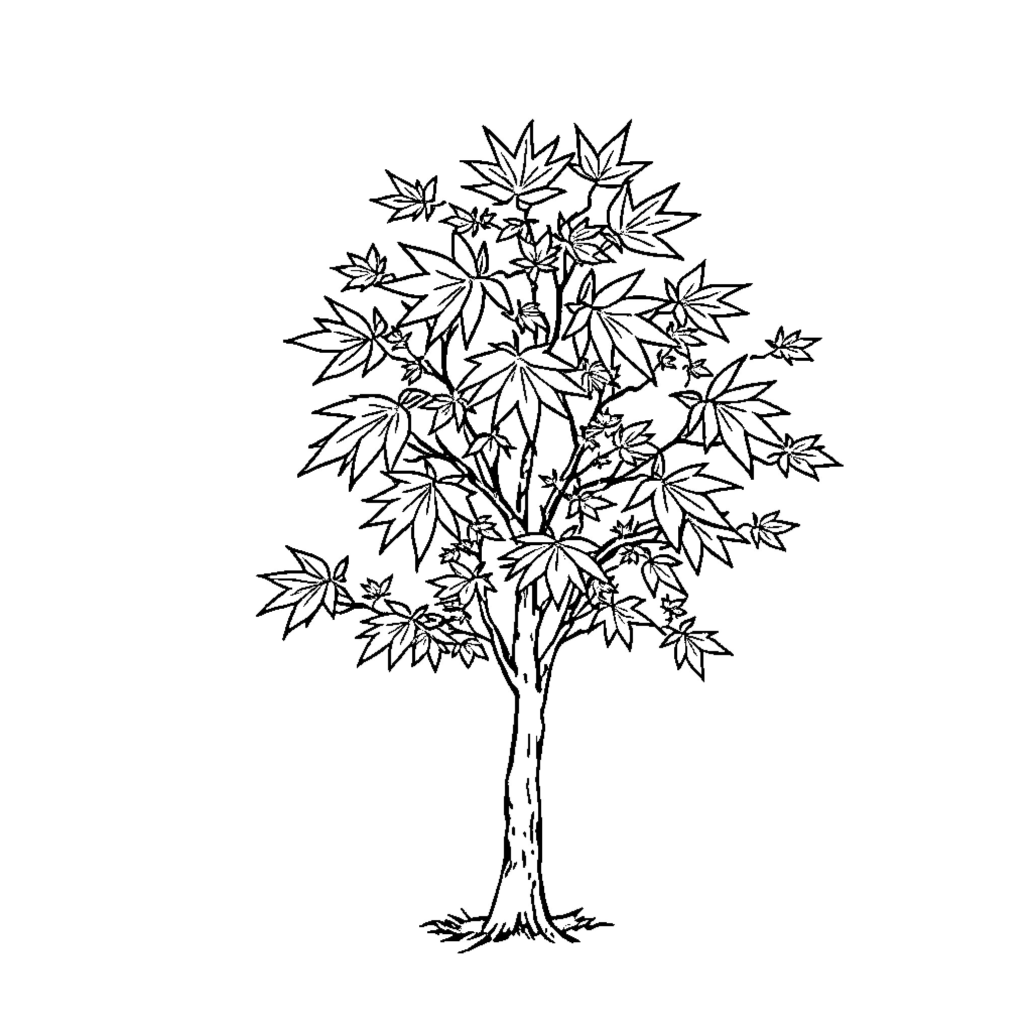 Maple Tree in Autumn Season Coloring Page (free black-and-white line drawing printable PDF for all, from beginners to advanced learners, including children, teens, adults, and seniors)