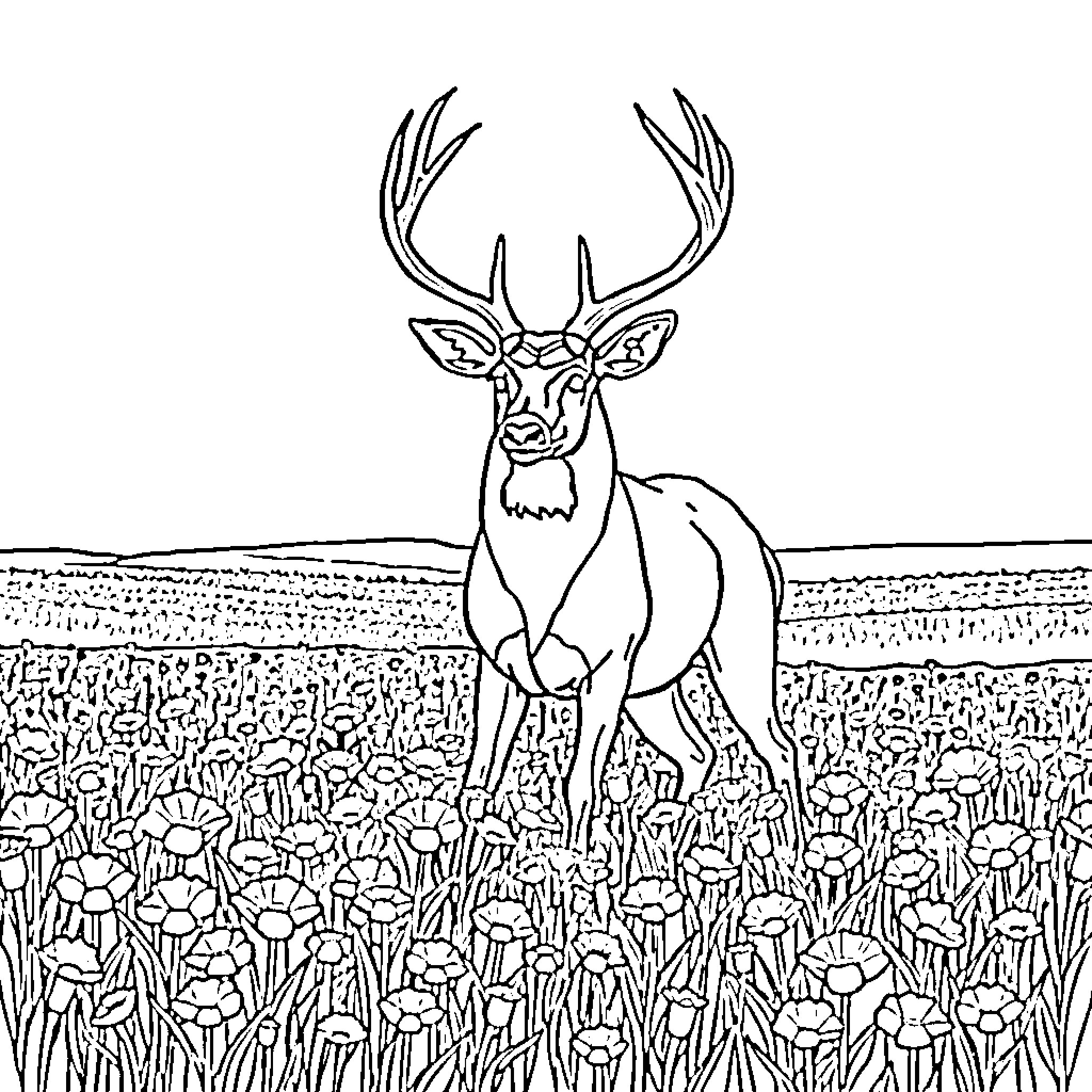 Buck Watching Over the Meadow Coloring Page (free black-and-white line drawing printable PDF for all, from beginners to advanced learners, including children, teens, adults, and seniors)