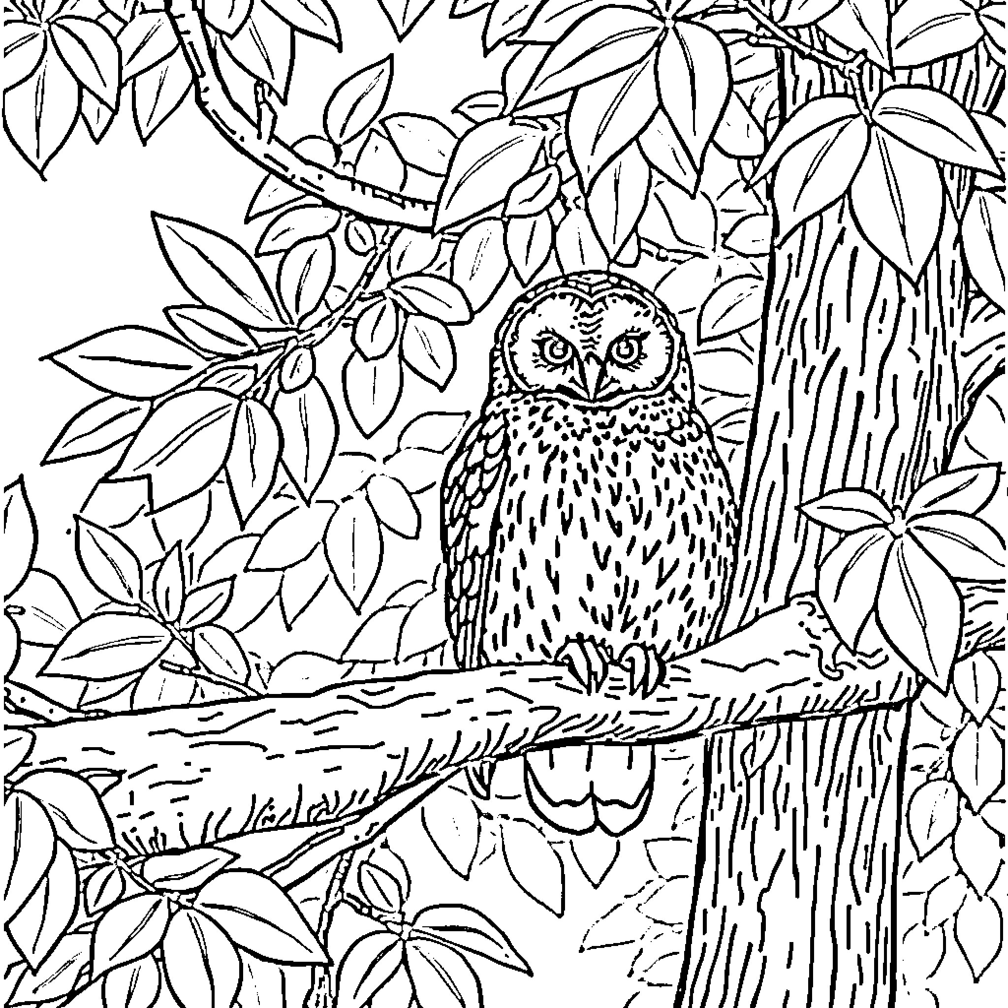 Owl perched in a lush, leafy forest Coloring Page (free black-and-white line drawing printable PDF for all, from beginners to advanced learners, including children, teens, adults, and seniors)