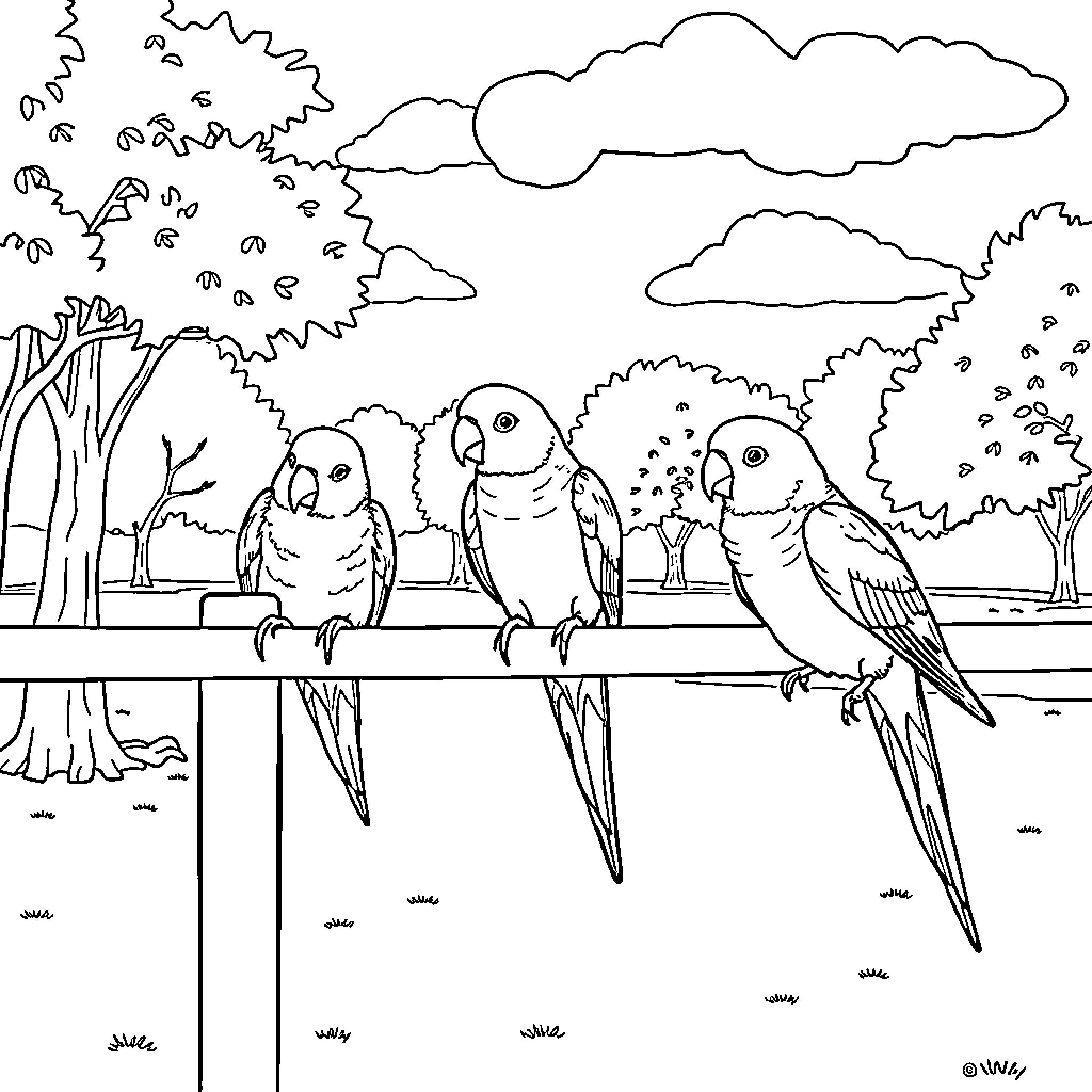 Parrot friends perched in the wild Coloring Page (free black-and-white line drawing printable PDF for all, from beginners to advanced learners, including children, teens, adults, and seniors)