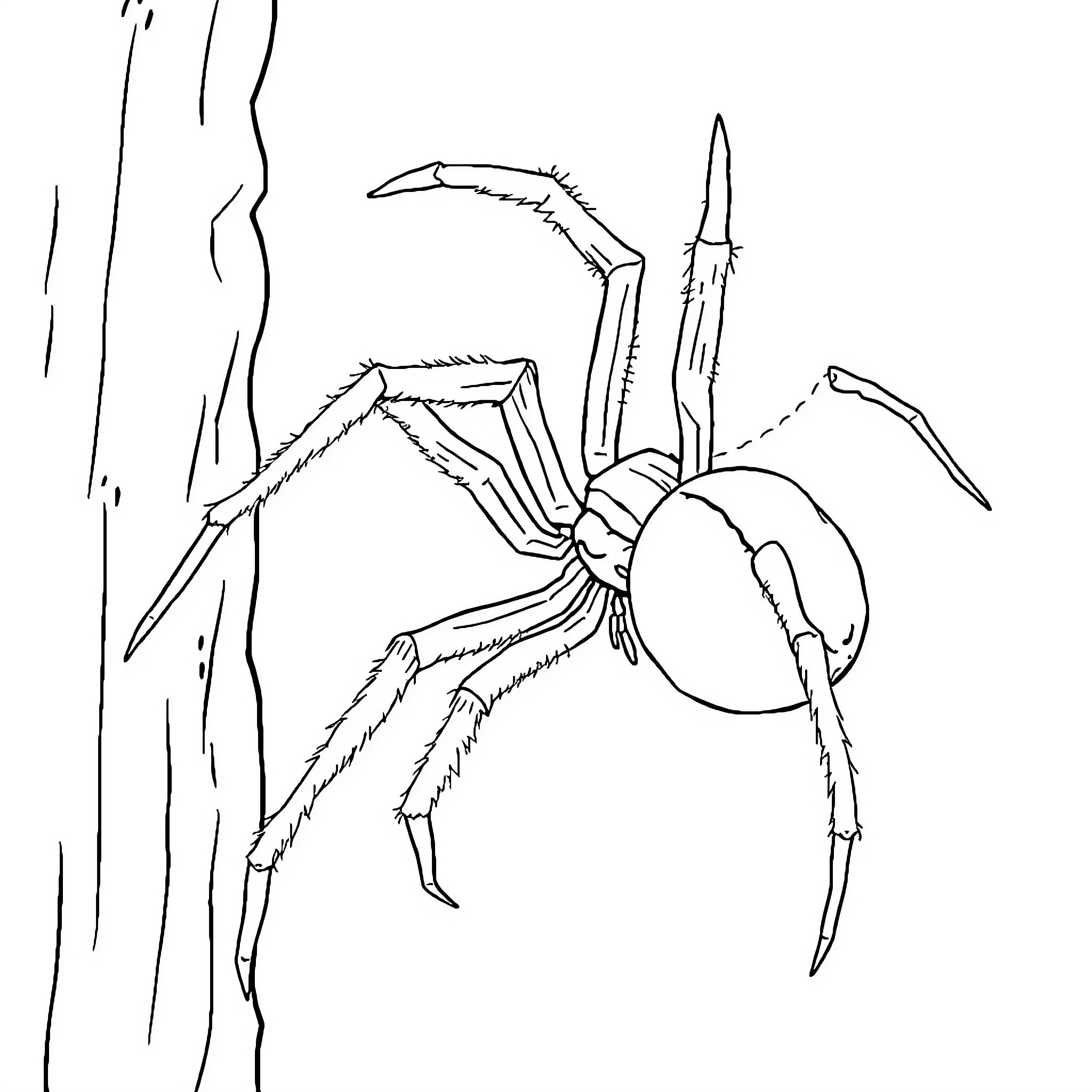 Spider climbing on a tree trunk Coloring Page (free black-and-white line drawing printable PDF for all, from beginners to advanced learners, including children, teens, adults, and seniors)