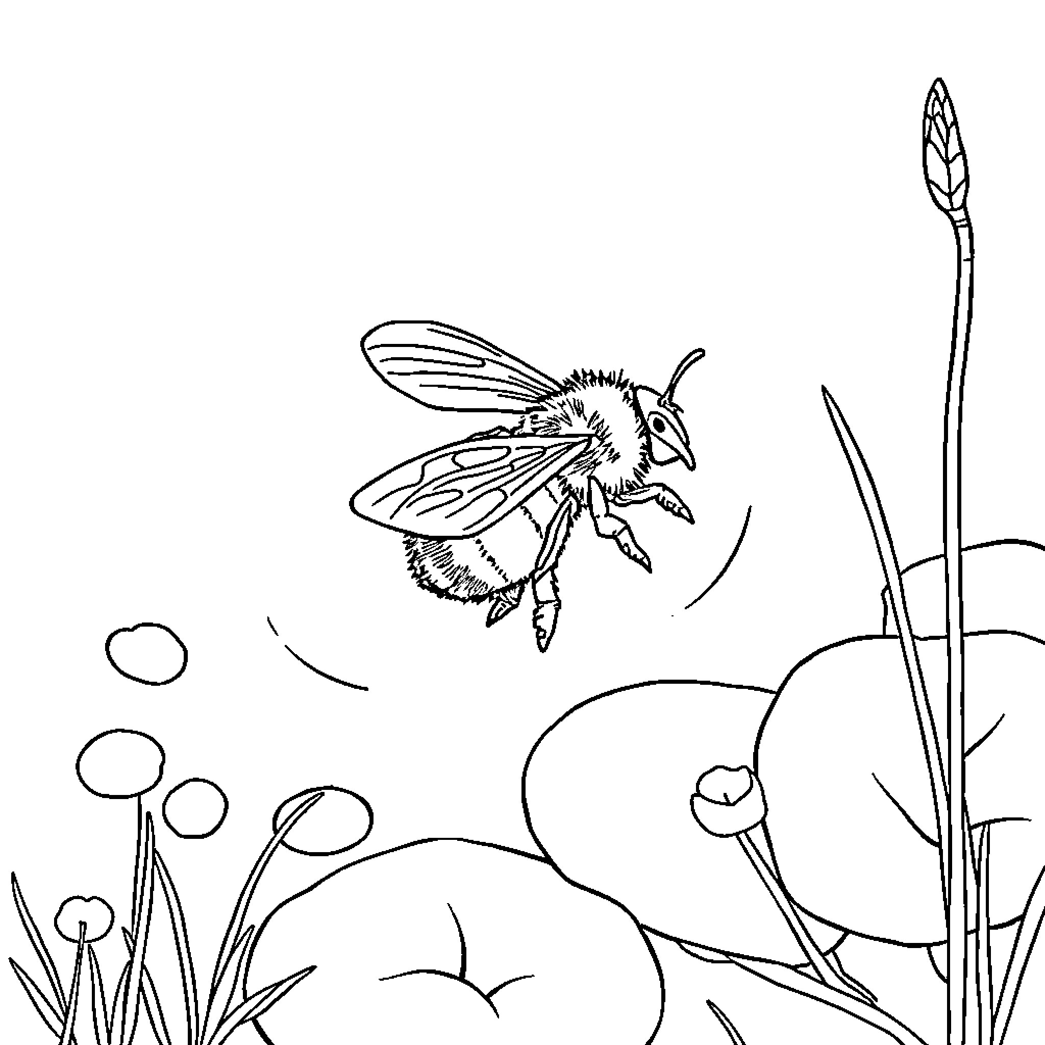 Bumblebee exploring the flowers in the garden Coloring Page (free black-and-white line drawing printable PDF for all, from beginners to advanced learners, including children, teens, adults, and seniors)
