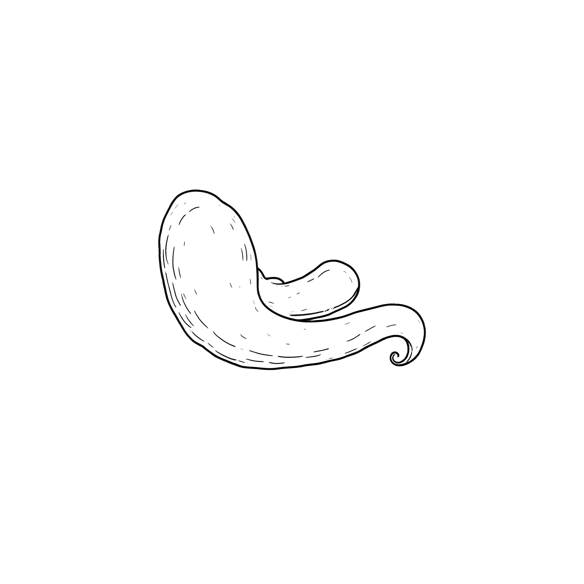 Pancreas in an artistic rendering Coloring Page (free black-and-white line drawing printable PDF for all, from beginners to advanced learners, including children, teens, adults, and seniors)